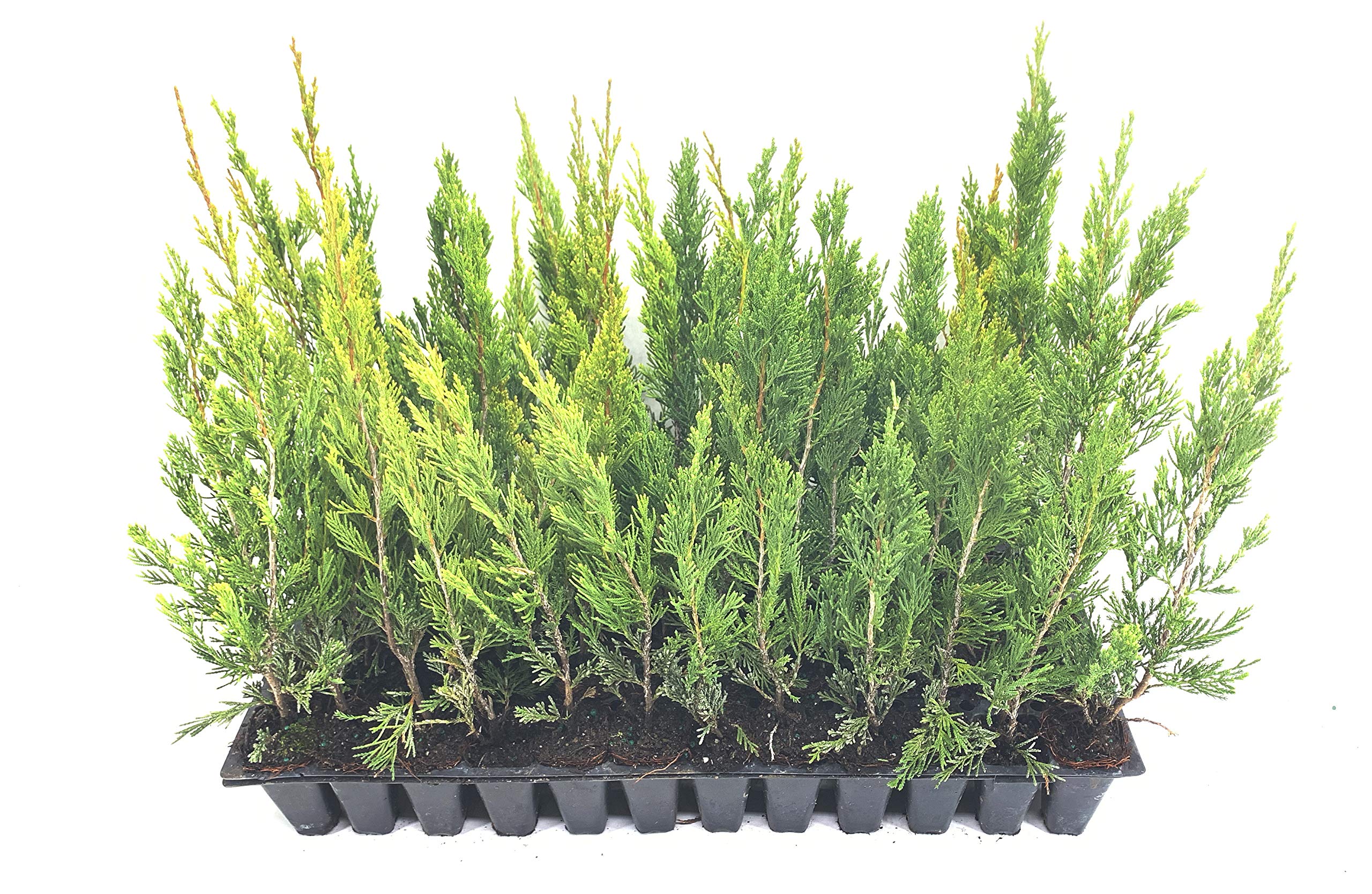 30 Live Spartan Juniper Trees (Juniperus Chinensis) - Fast-Growing Evergreen for Privacy Hedges, Landscaping & Windbreaks