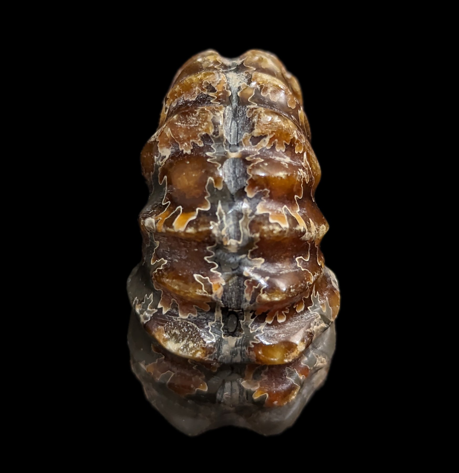 Authentic Douvilleiceras Inquinodum Ammonite Fossil - Rare Prehistoric Specimen for Collectors, Home Decor & Educational Displays