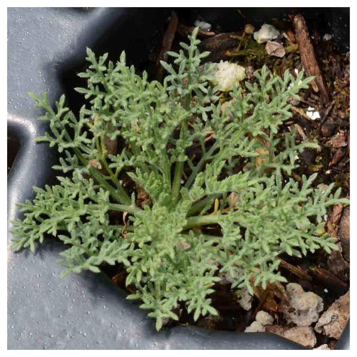 Everwilde Farms 1000 Prairie Aster Native Wildflower Seeds - Gold Vault Jumbo Seed Packet for Garden Planting & Landscaping