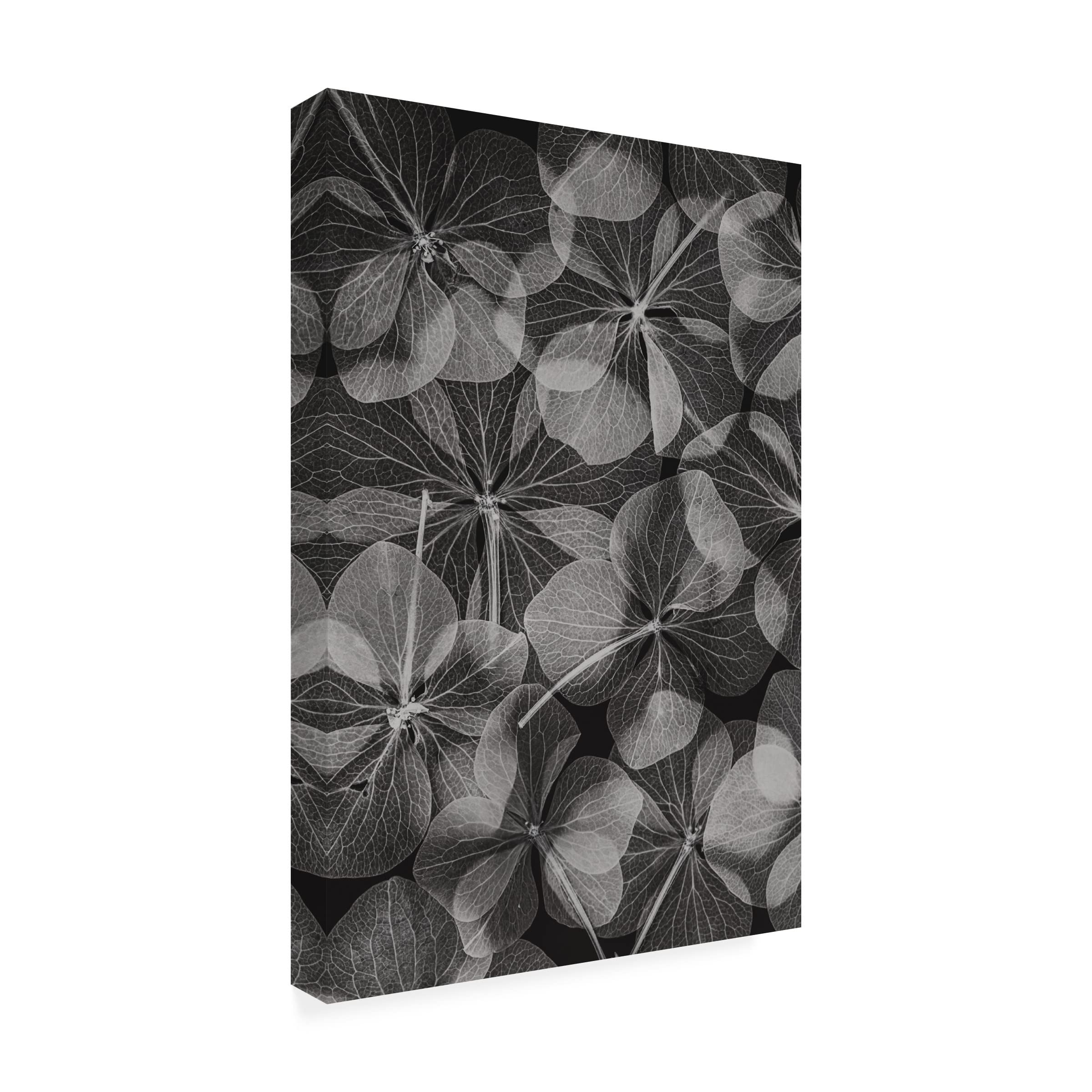 Trademark Fine Art 'Botanical 48' Canvas Wall Art Print by Lenka - Floral Home Decor for Living Room, Bedroom & Office