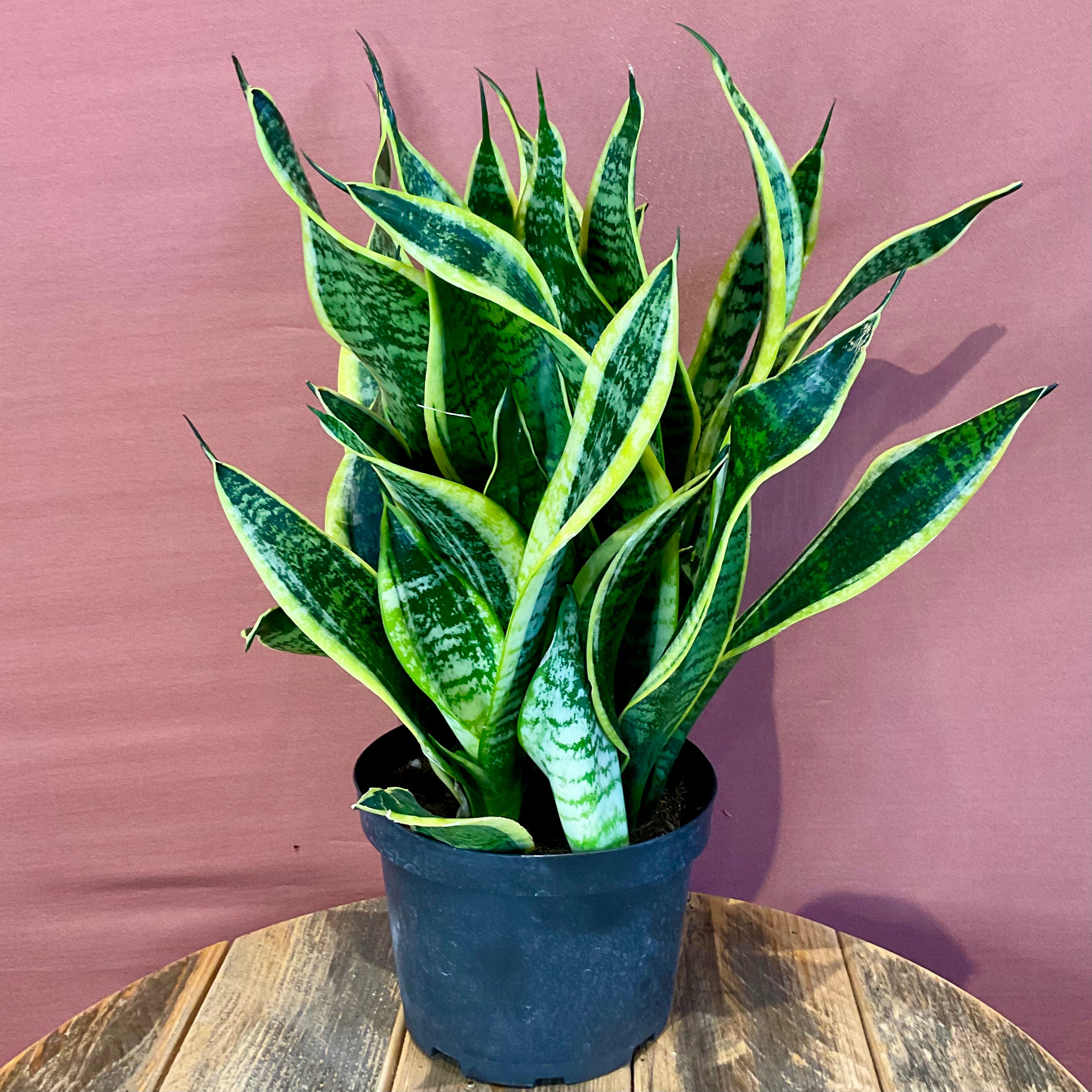 Sansevieria Trifasciata Snake Plant - Medium Size (6-8 inches) - Air Purifying Indoor Houseplant for Home, Office & Bedroom Decor - Low Maintenance & Pet Friendly
