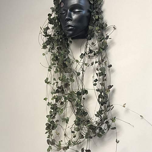 Graphite Metallic Head Planter Face - Modern Wall Hanging Table Vase for Home & Office Decor | Perfect for Succulents, Air Plants & Small Flowers