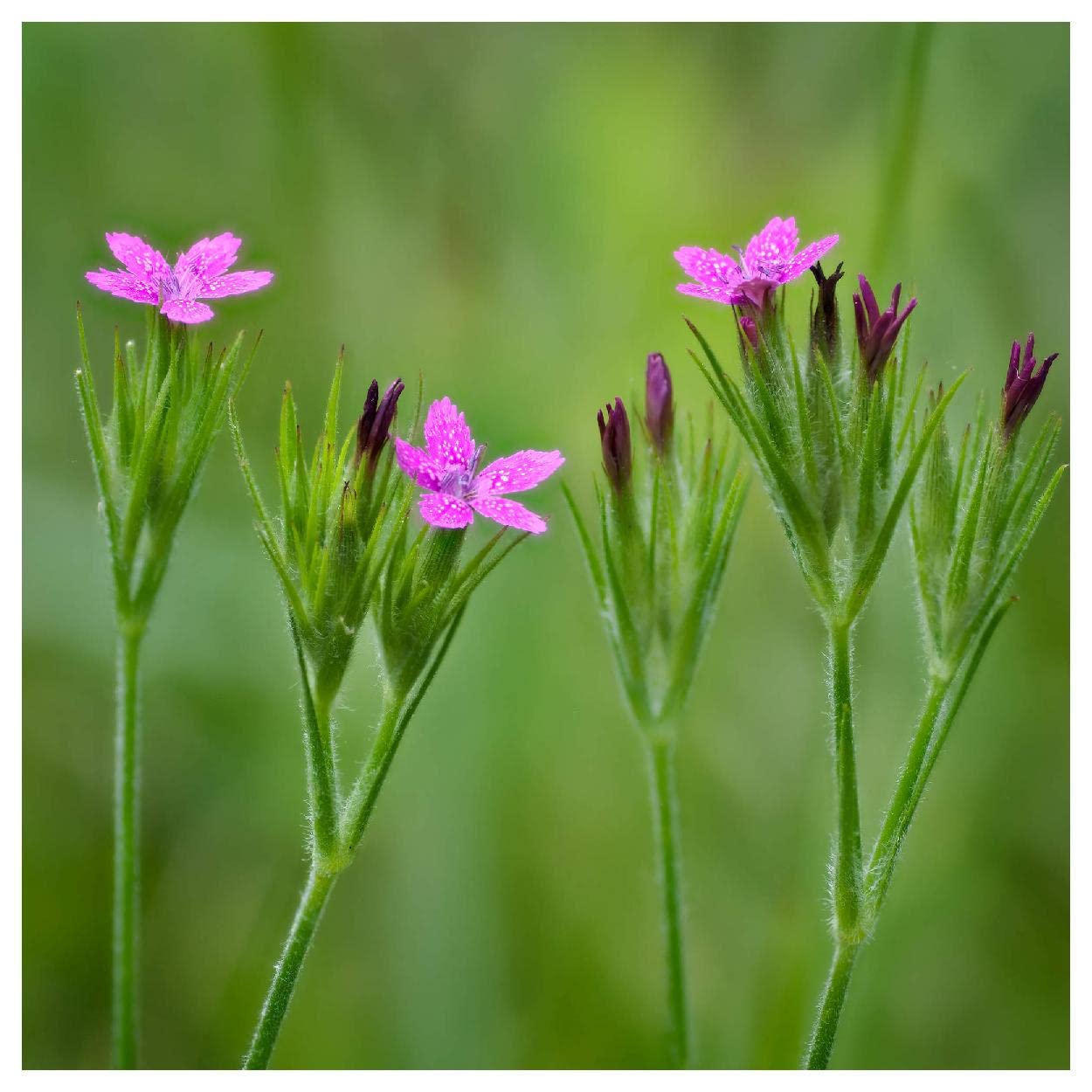 Everwilde Farms - 1 Oz Deptford Pink Wildflower Seeds - Gold Vault Packaging - Perfect for Home Gardens, Landscaping & Pollinator Habitats