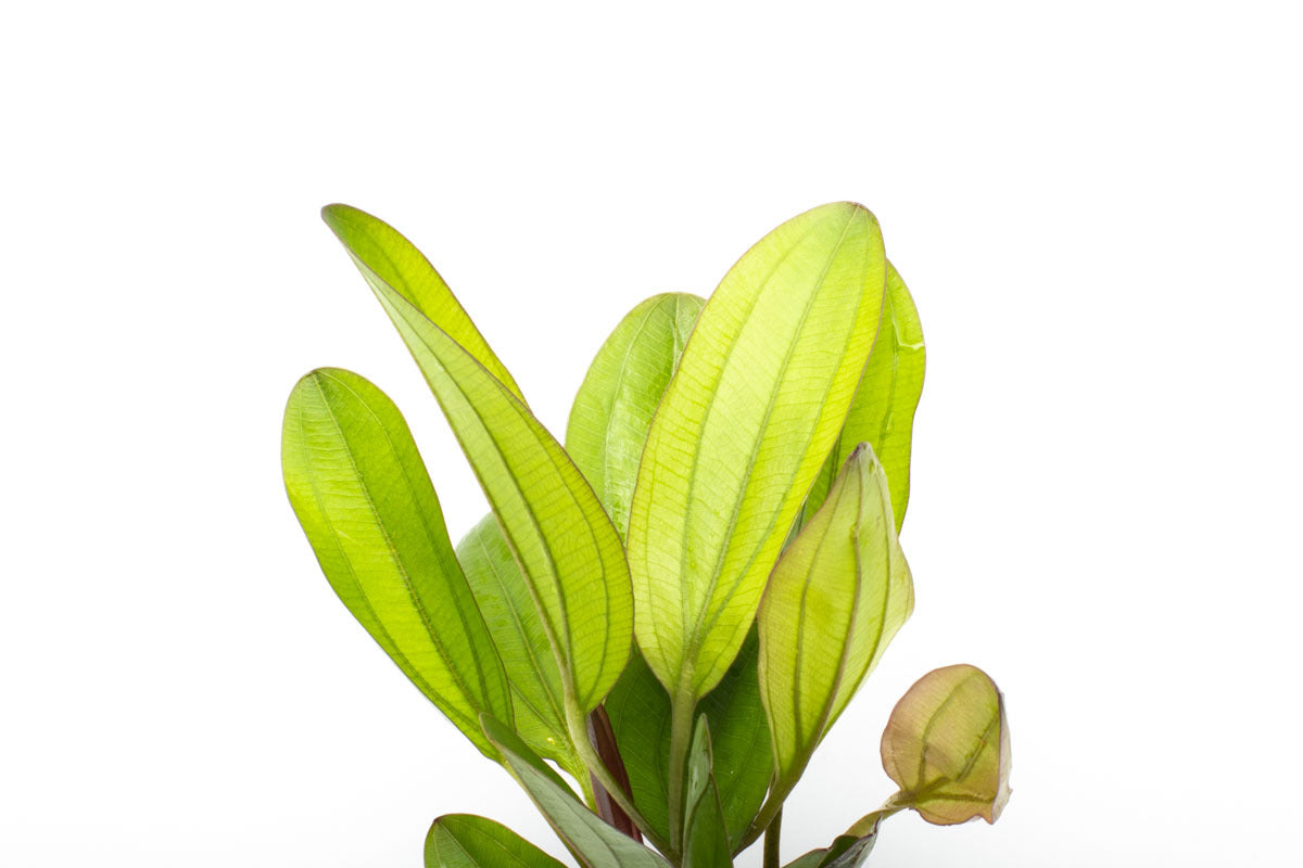 Echinodorus Chameleon Live Aquarium Plant - Color Changing Aquatic Plant for Fish Tanks & Aquascaping | Perfect for Freshwater Aquariums, Shrimp Tanks & Aquatic Gardens