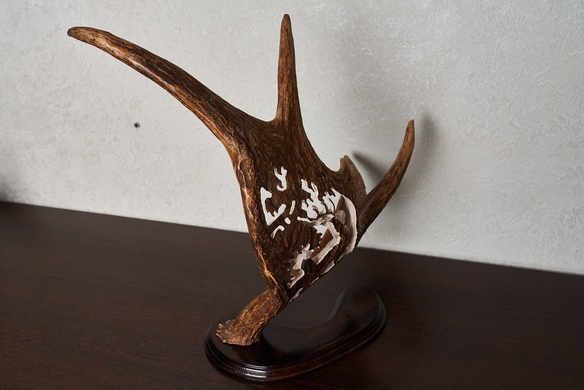 Real Moose Taxidermy Carved Antler Mount - Handcrafted Deer Horn Wall Decor for Hunting Lodge & Cabin - ST7104 | Rustic Home Decor, Man Cave Gift, Wildlife Trophy