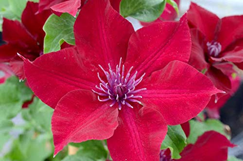 Bright Red Clematis Seeds - 25 Pack Evergreen Flowering Vine Seeds for Hanging Gardens, Perennial Climbing Plants with Vibrant Red Blooms | Perfect for Trellises, Fences & Container Gardening