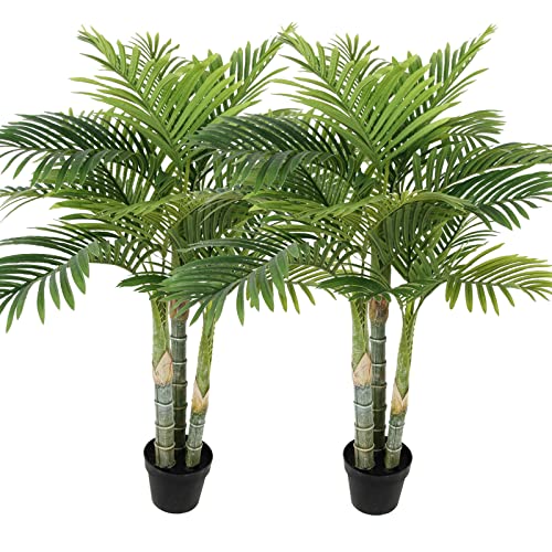 Golden Cane Palm