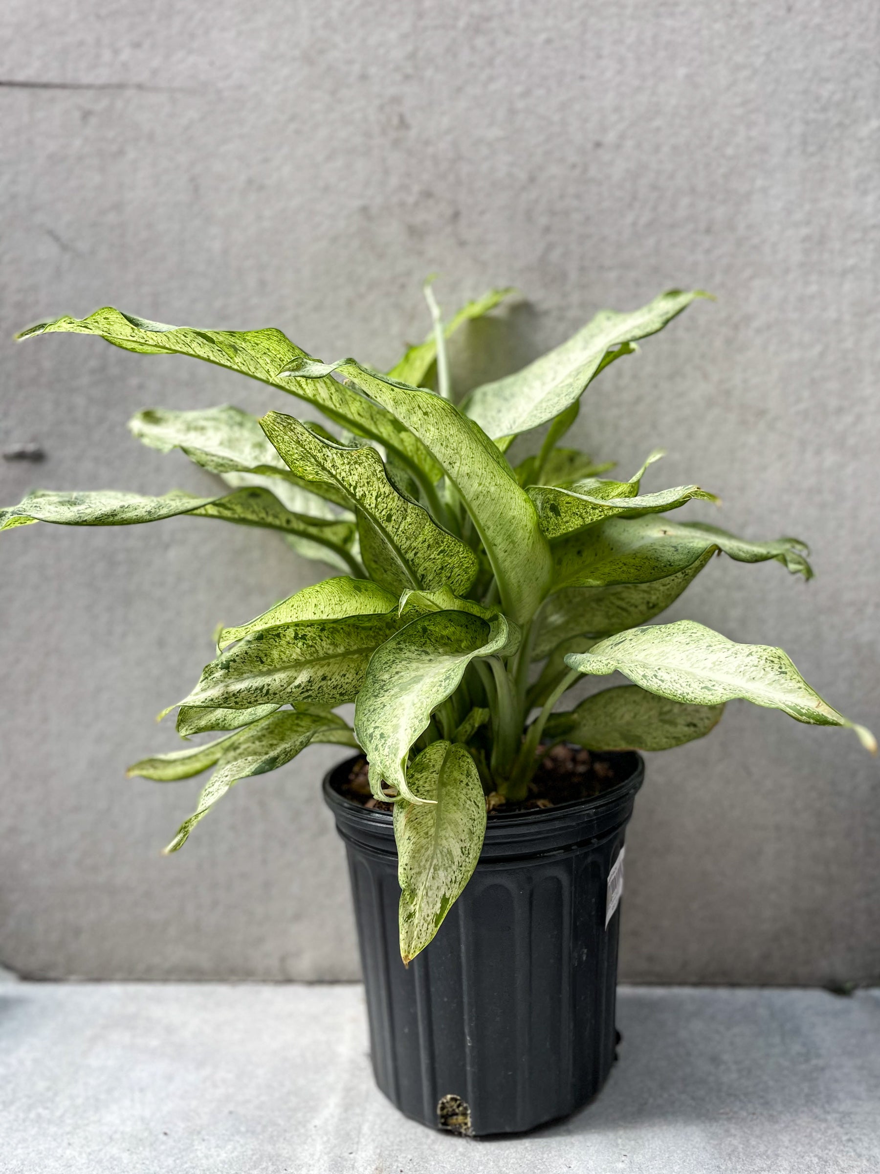 Dieffenbachia 'Camouflage' 8