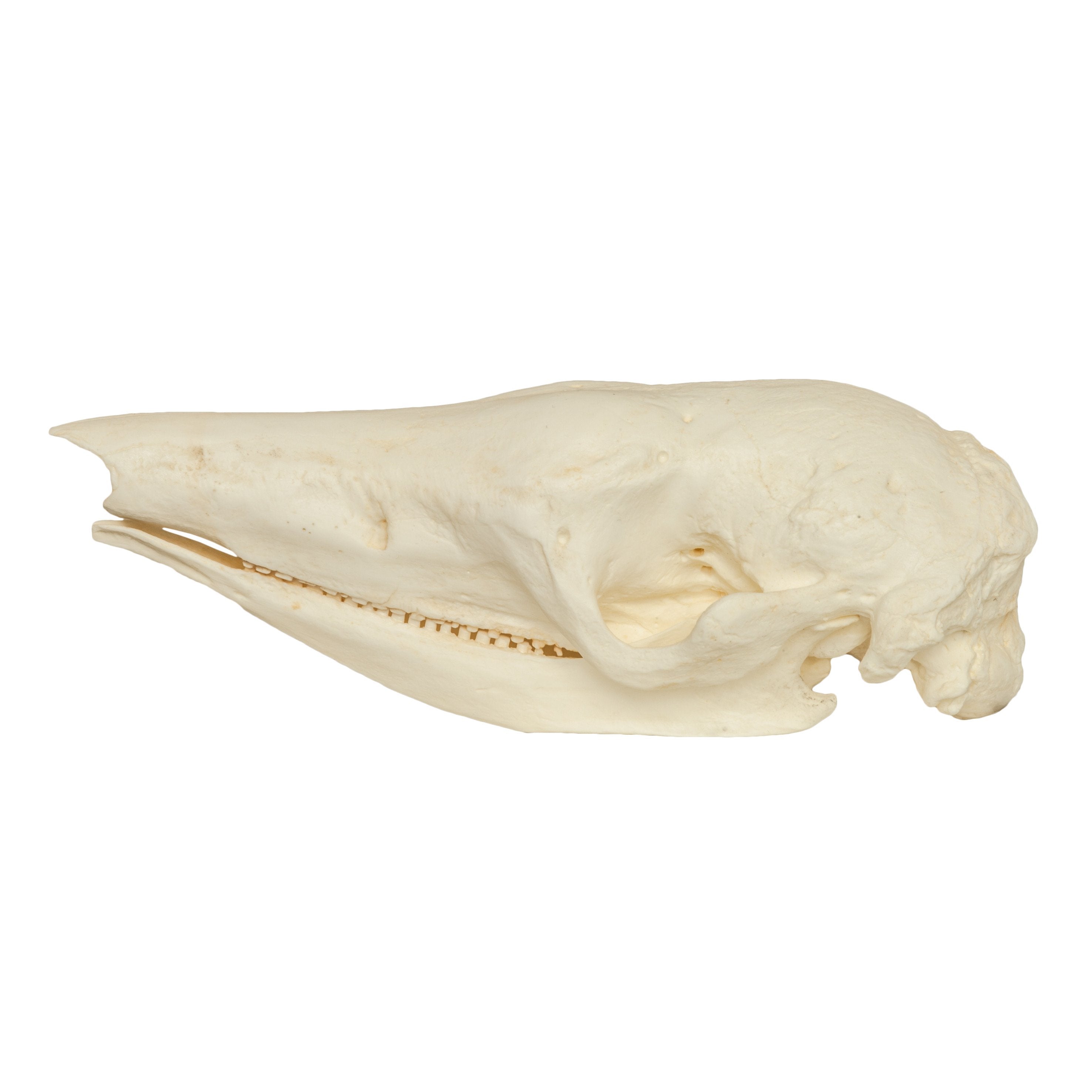 Authentic Replica Giant Armadillo Skull - Lifelike Animal Skull Model for Home Decor, Halloween Props, Educational Display & Paleontology Enthusiasts