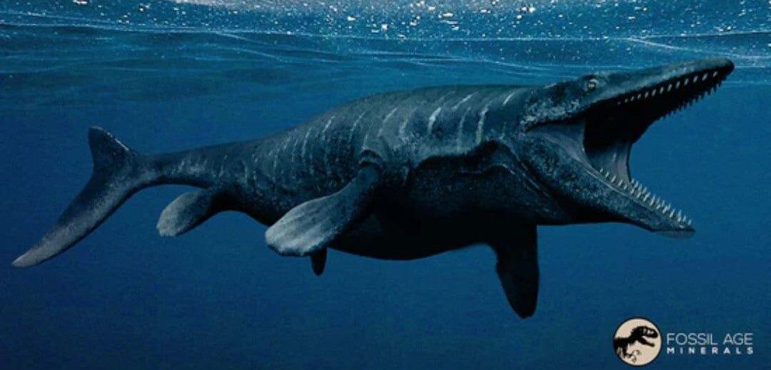 2 Authentic Mosasaur Fossil Rib Section - Cretaceous Dinosaur Era Fossil from Texas Ozan Formation with COA | Rare Prehistoric Marine Reptile Specimen for Fossil Collectors, Museum Displays & Educational Purposes