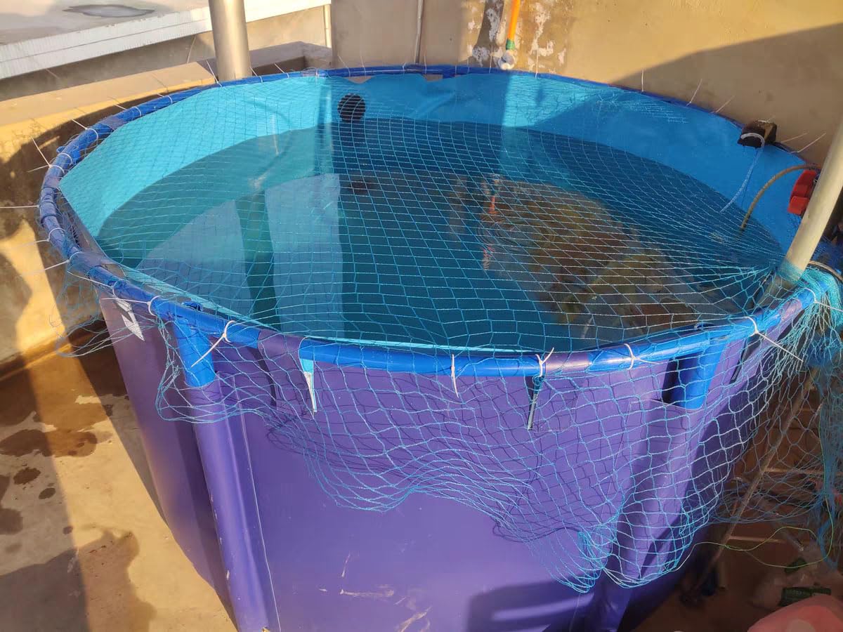 Durable Above Ground Fish Pond - 6.6ft x 2.6ft Collapsible PVC Canvas Pool for Koi Breeding & Fish Farming (634 Gallon Capacity) | Outdoor Water Storage Tank & Indoor Koi Pond for Backyard, Garden, or Patio Use