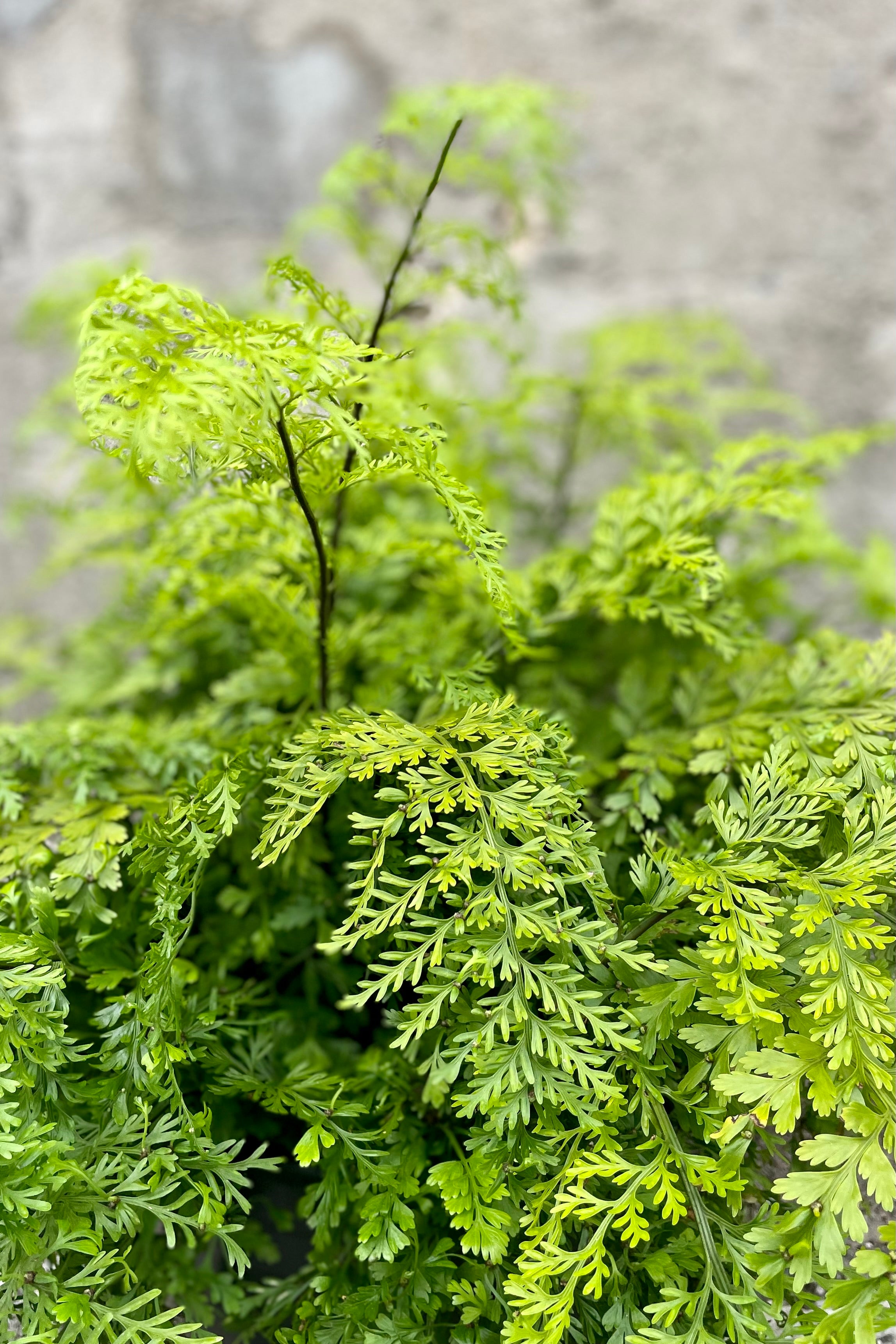 Buy Asplenium Bulbiferum Mother Fern - 10 Live Plants for Indoor & Outdoor Gardening | Perfect for Home Decor, Office Spaces & Landscaping