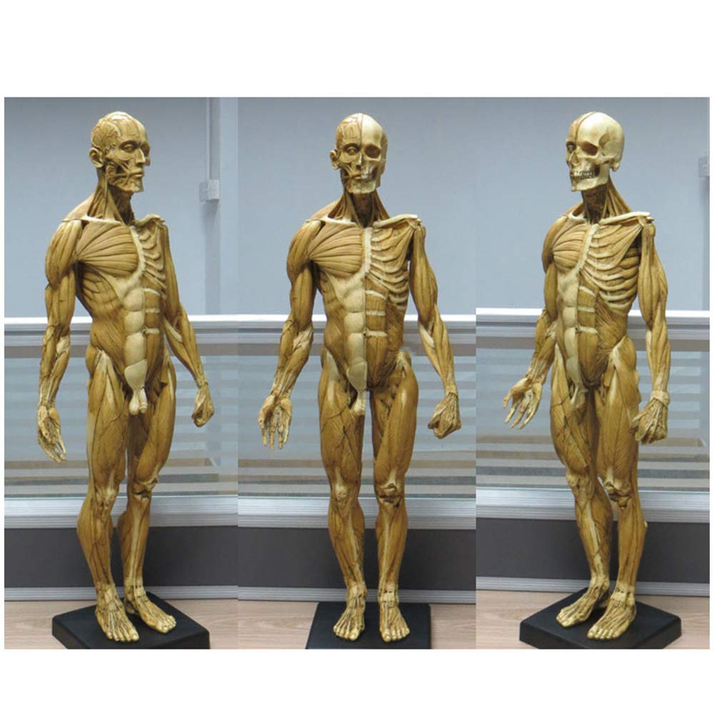 23 Inch (60cm) Male Anatomy Figure - Human Body Muscle & Skeleton Anatomical Model for Medical Students, Doctors & Teachers | Perfect for Classroom Demonstrations, Medical Training & Science Education