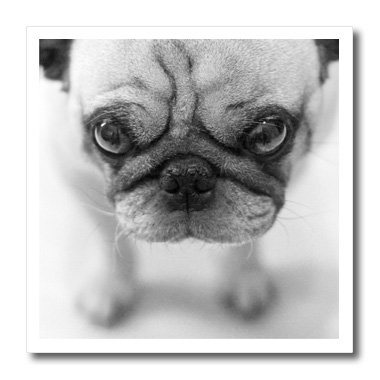 3D Rose Pug Iron-On Heat Transfer for T-Shirts, 8x8 Inch - Perfect for DIY Custom Apparel, Gifts & Craft Projects