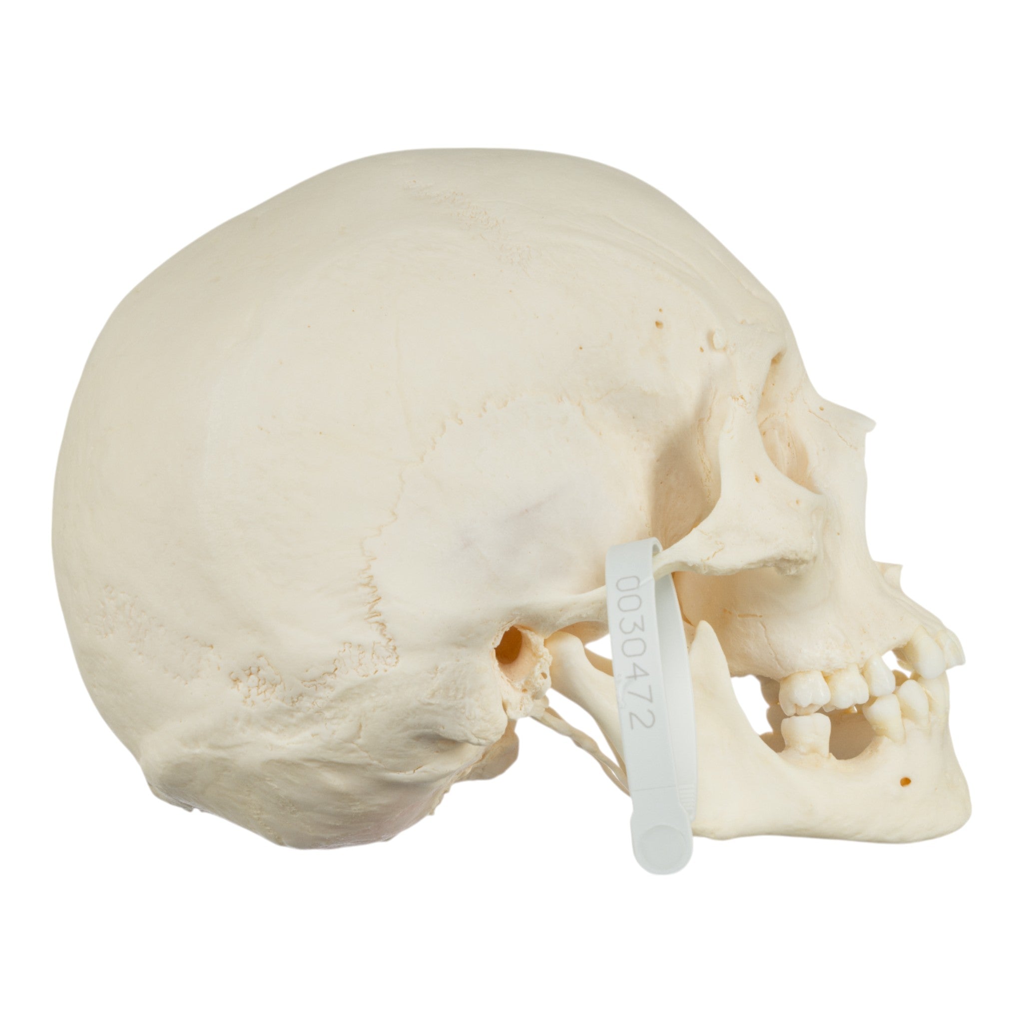 Premium Disarticulated Human Skeleton Model - Anatomically Accurate for Medical Education & Research - Perfect for Classroom, Lab Study, and Medical Training