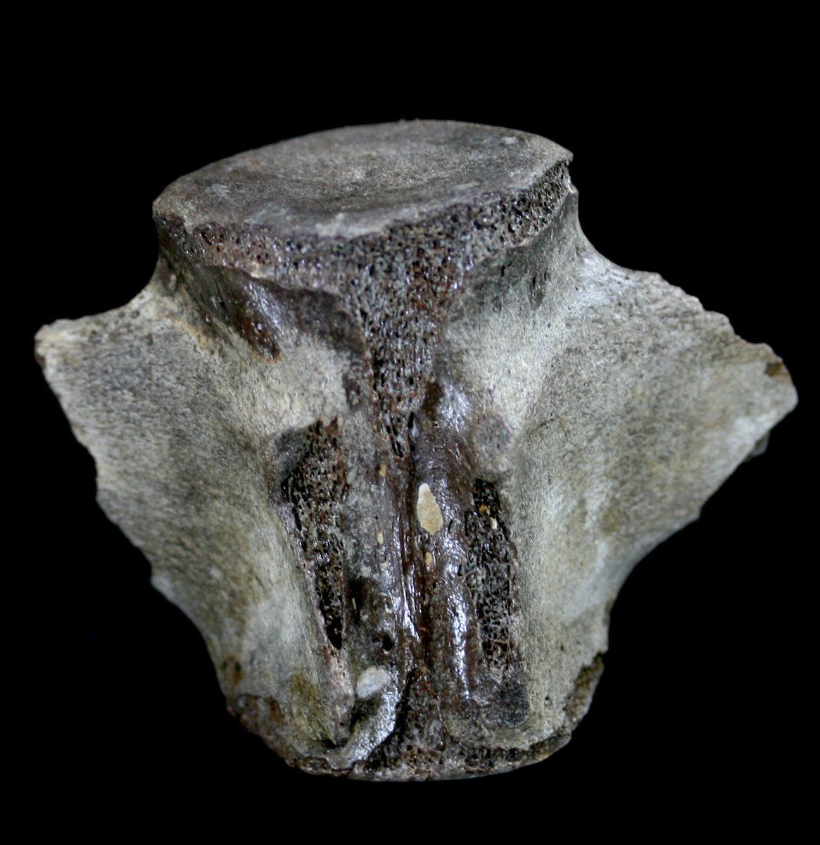 Authentic Fossil Whale Vertebrae for Sale - Rare Marine Mammal Bone Specimen - Perfect for Paleontology Collectors & Home Decor