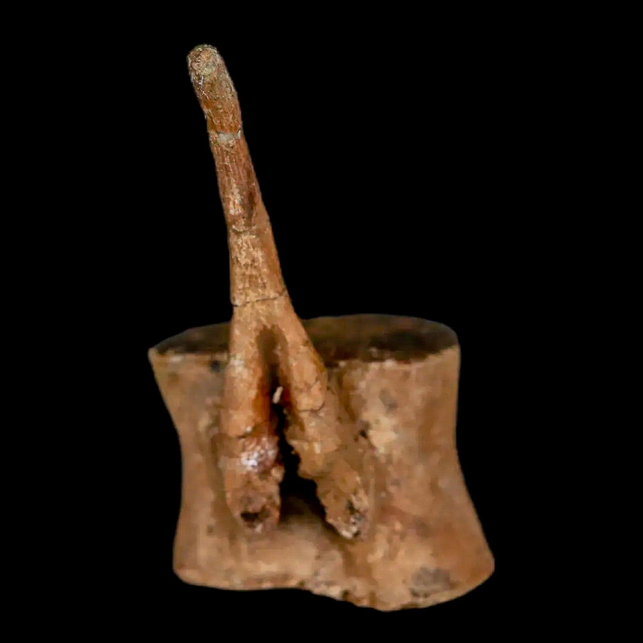 Authentic Brachylophosaurus Dinosaur Tail Vertebrae Fossil - Cretaceous Period Judith River Formation with COA - Perfect for Paleontology Collectors & Educational Displays