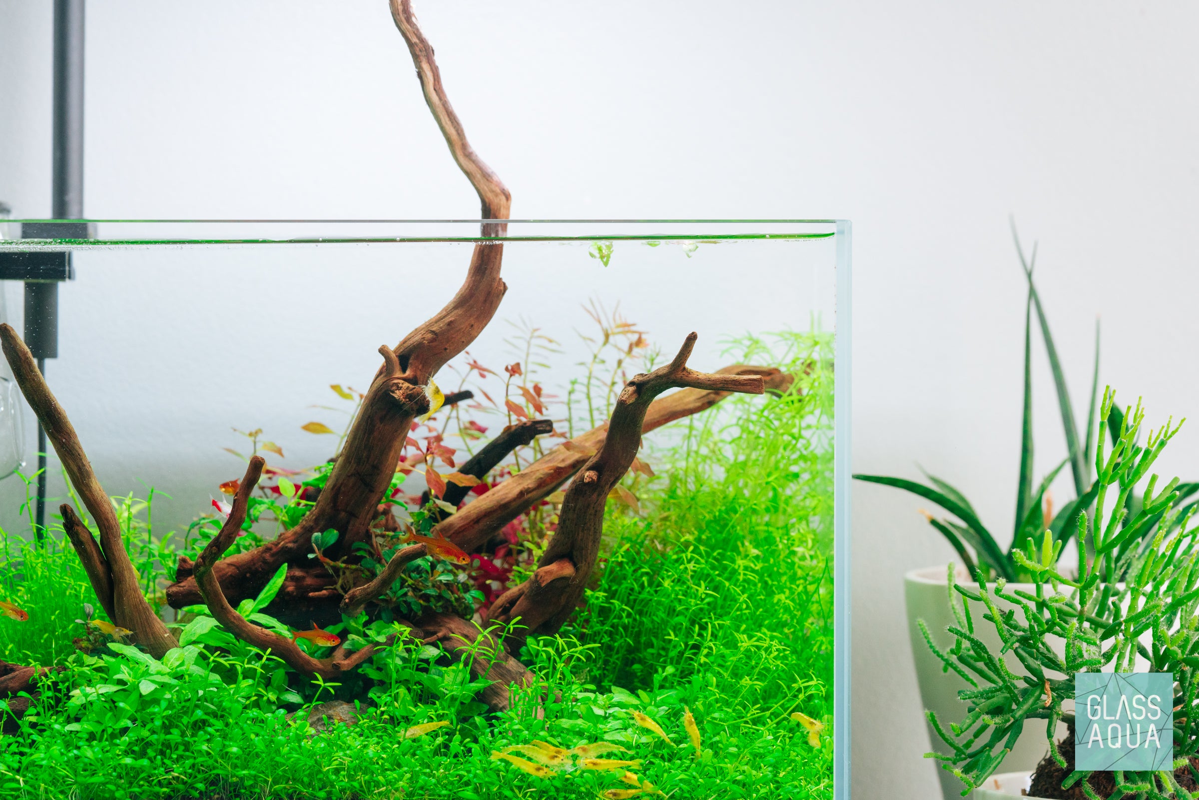 Natural Spider Wood for Aquascaping - Unique Nano Driftwood for Fish Tanks, Shrimp Habitats & Reptile Terrariums - Perfect for Aquarium Decoration & Aquatic Plant Anchoring