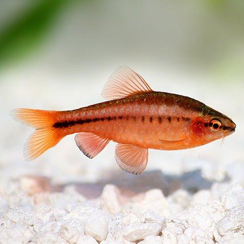 Cherry Barb Fish (Pethia Padamya) - Live Freshwater Aquarium Fish for Home & Office Tanks - Perfect for Community Aquariums & Fish Breeding