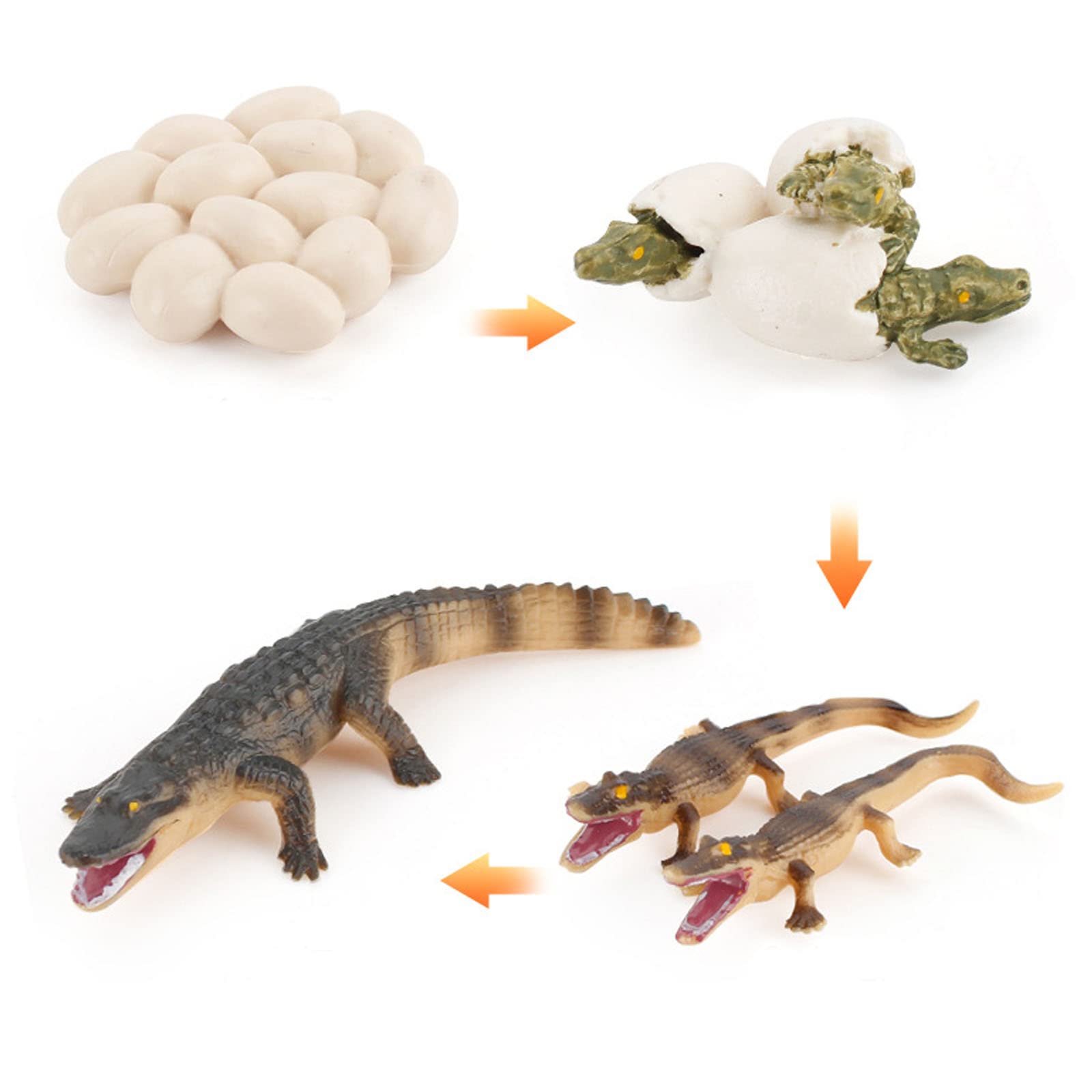 Liliy Crocodile Life Cycle Toys - 4PCS Plastic Alligator Growth Model Set for Kids, Educational Learning Toys for Toddlers | Perfect for Science Classrooms, Homeschooling & Animal Life Cycle Lessons