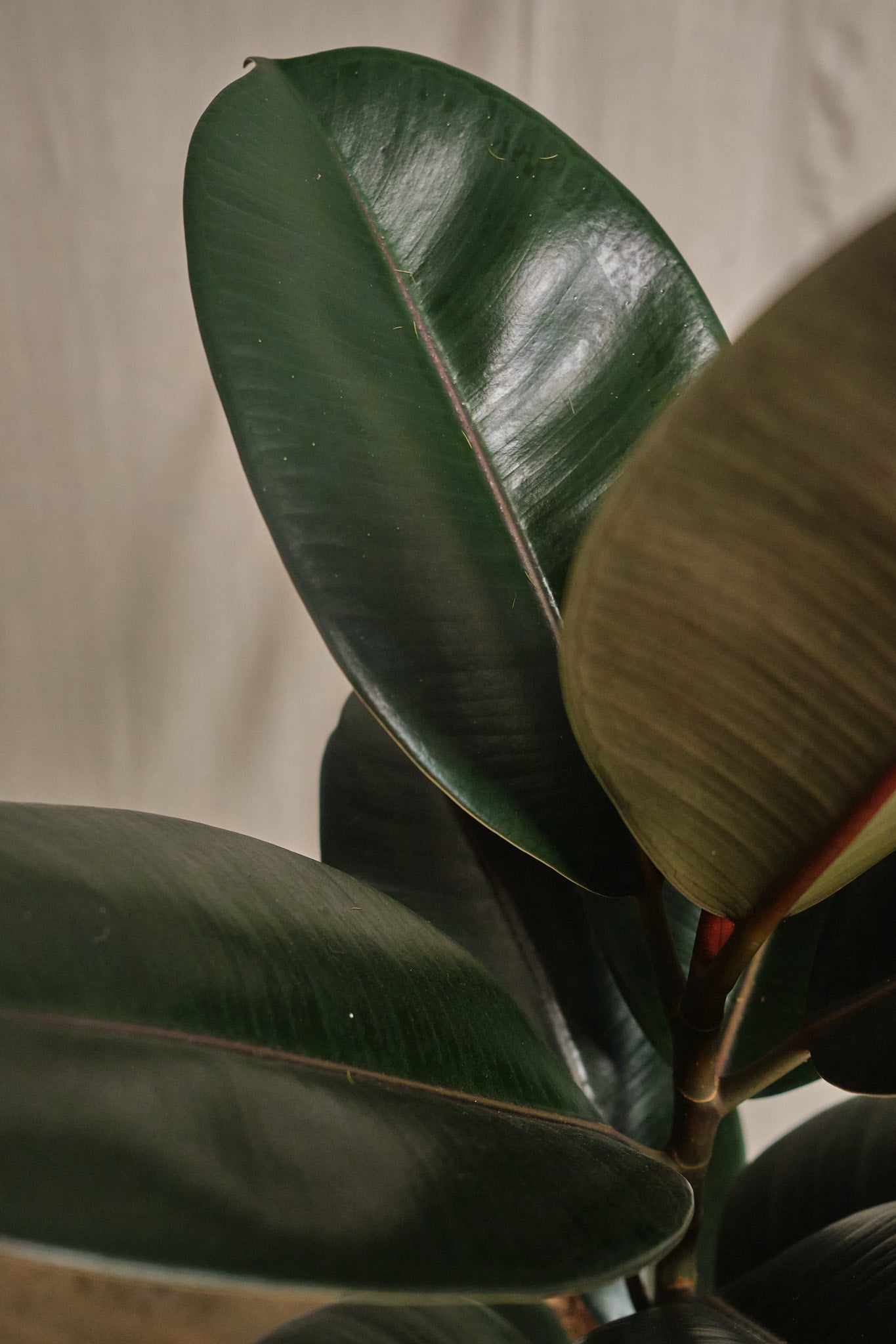 Ficus Elastica Abidjan - Premium Rubber Plant for Home & Office Decor | Perfect for Indoor Gardening, Living Room, and Workspace Greenery