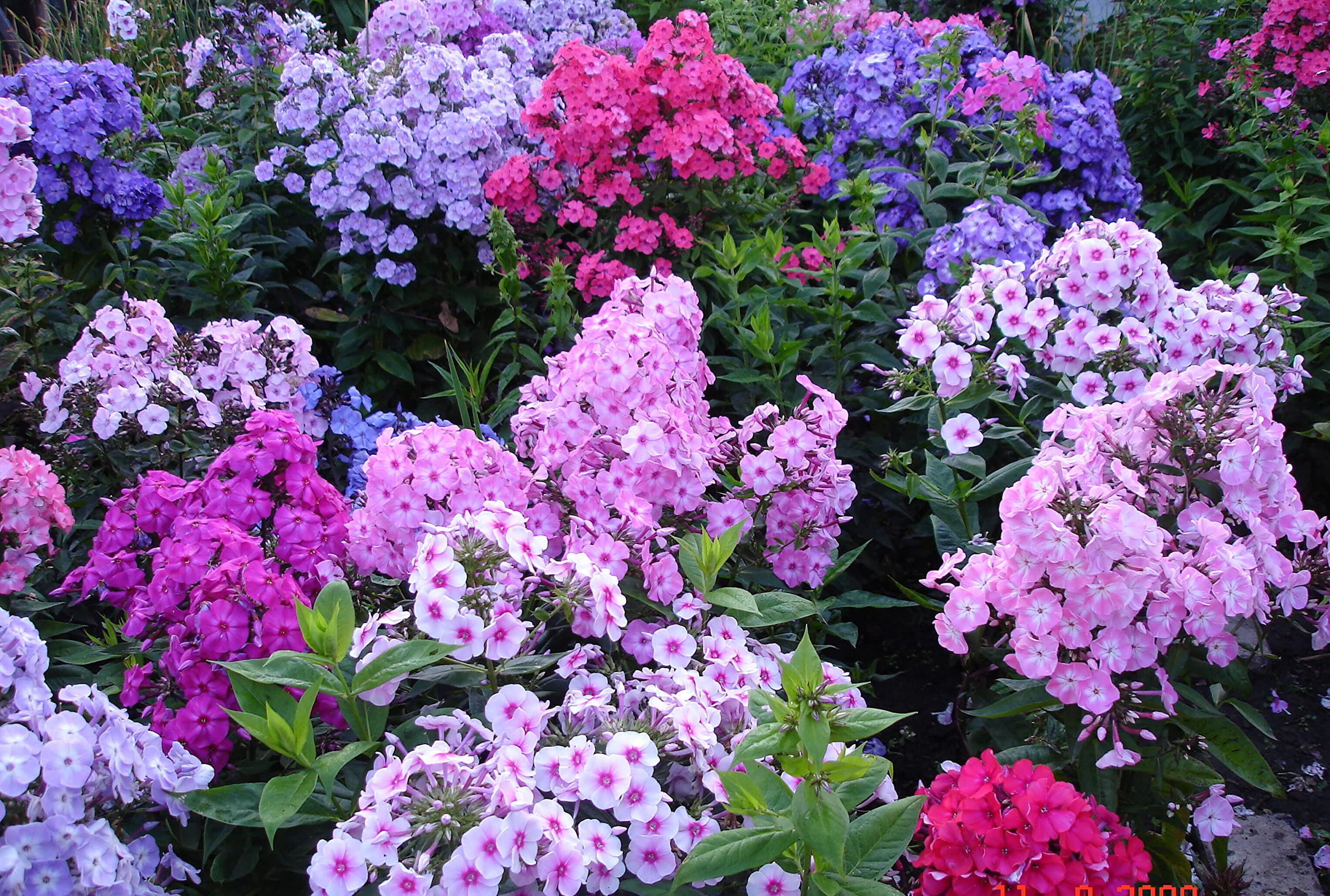 1200+ Mixed Phlox Seeds - Creeping Perennial Ground Cover Flowers - Popstars Phlox Subulata for Rock Gardens & Landscaping