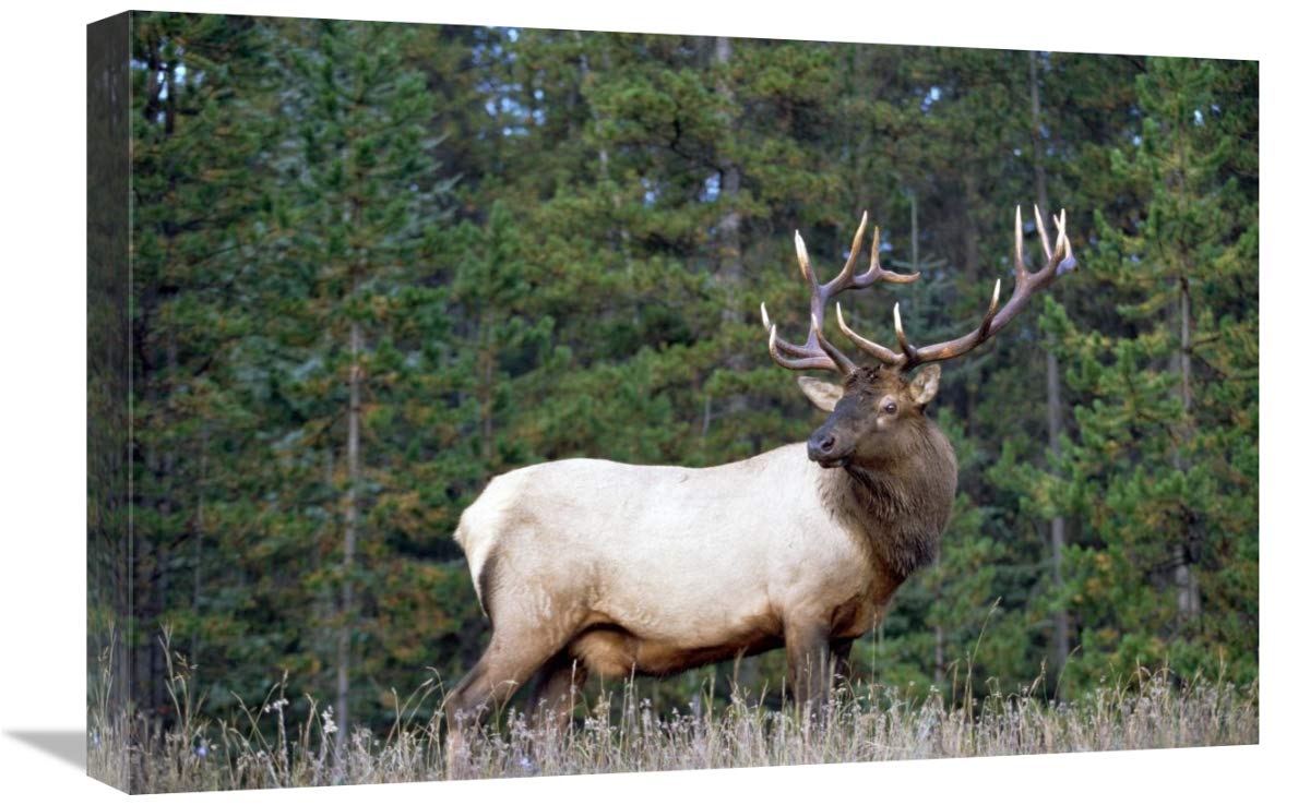Global Gallery Elk or Wapiti Male Portrait Canvas Art - 24x16 Inches - North American Wildlife Wall Decor for Living Room, Office & Cabin