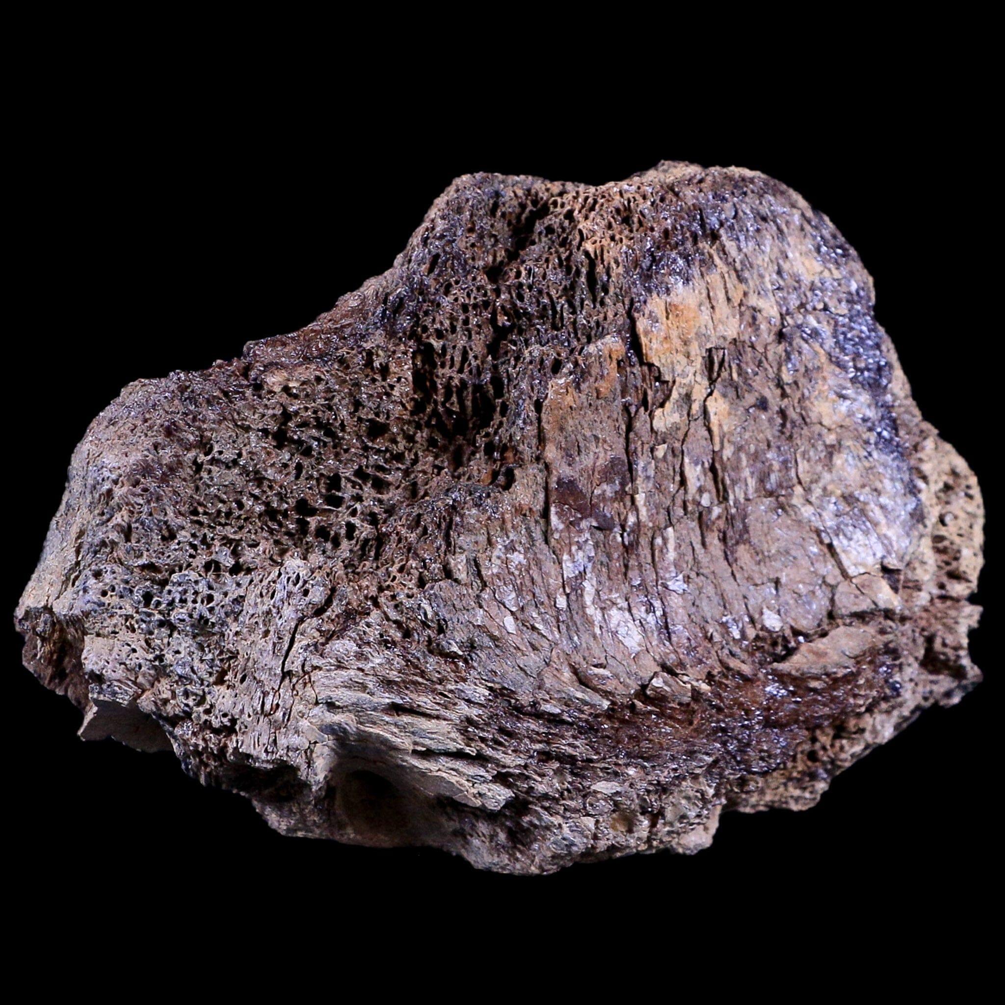 Authentic Edmontosaurus Dinosaur Fossil Bone Section - Lance Creek Formation Wyoming - Includes COA - Perfect for Paleontology Collectors & Science Classroom Displays