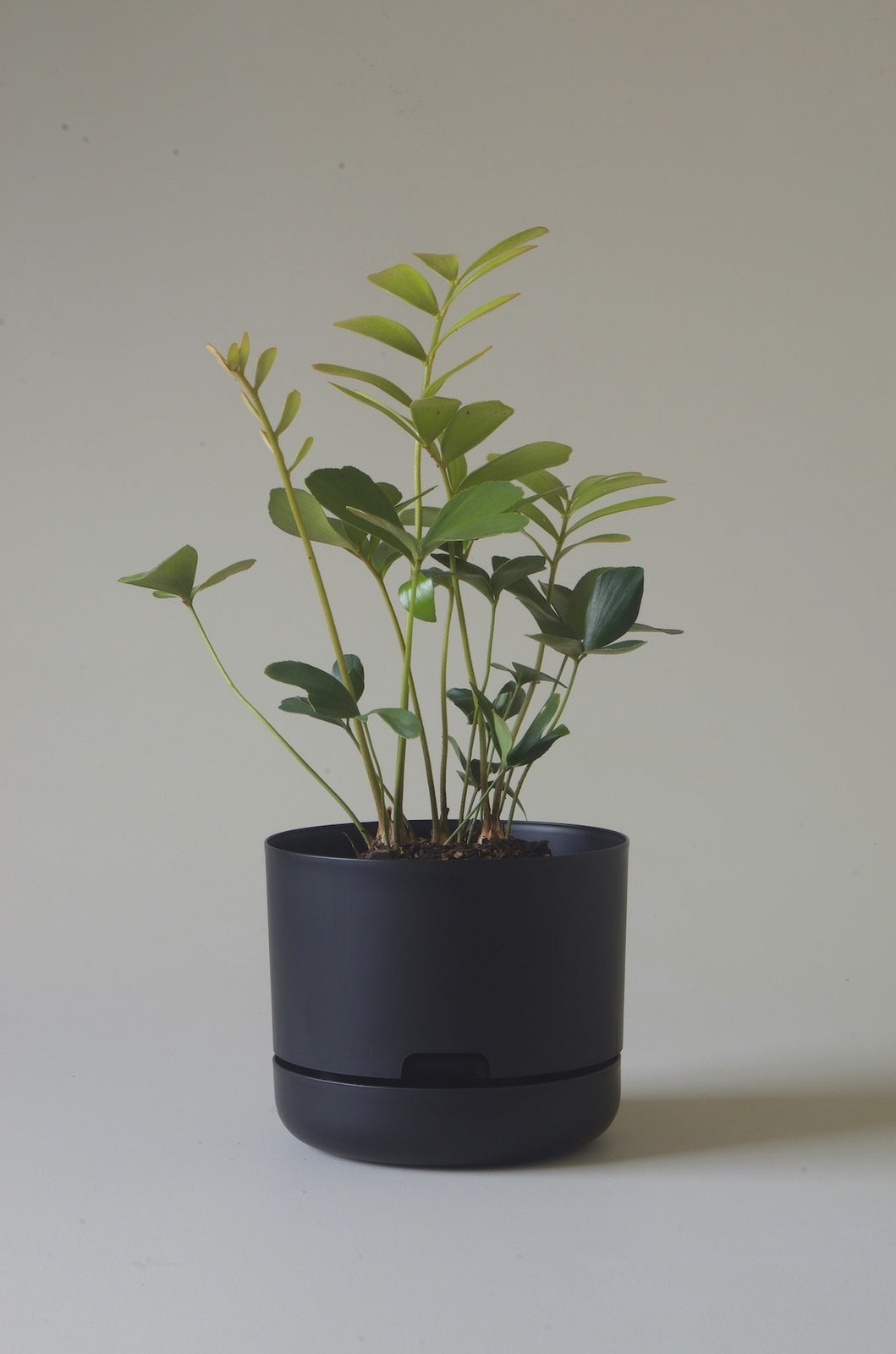 Mr. Kitly Self-Watering Plant Pot - Recycled Black Plastic Indoor/Outdoor Flower Planter for Home, Office, Balcony & Garden Decor