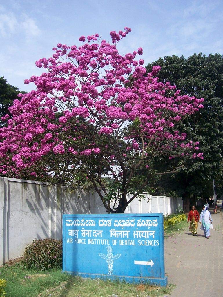 Purple Tabebuia Trumpet Tree (Tabebuia Impetiginosa) - 5 Live Plants in 4 Inch Pots - Beautiful Flowering Tree for Landscaping, Gardens & Outdoor Decor