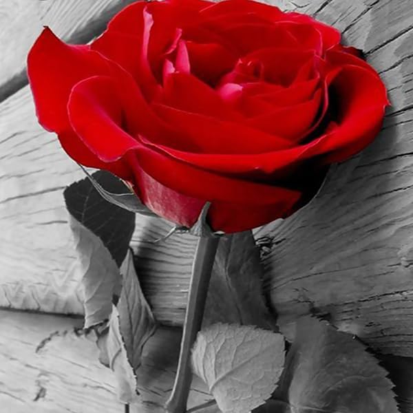 24 Red Flower