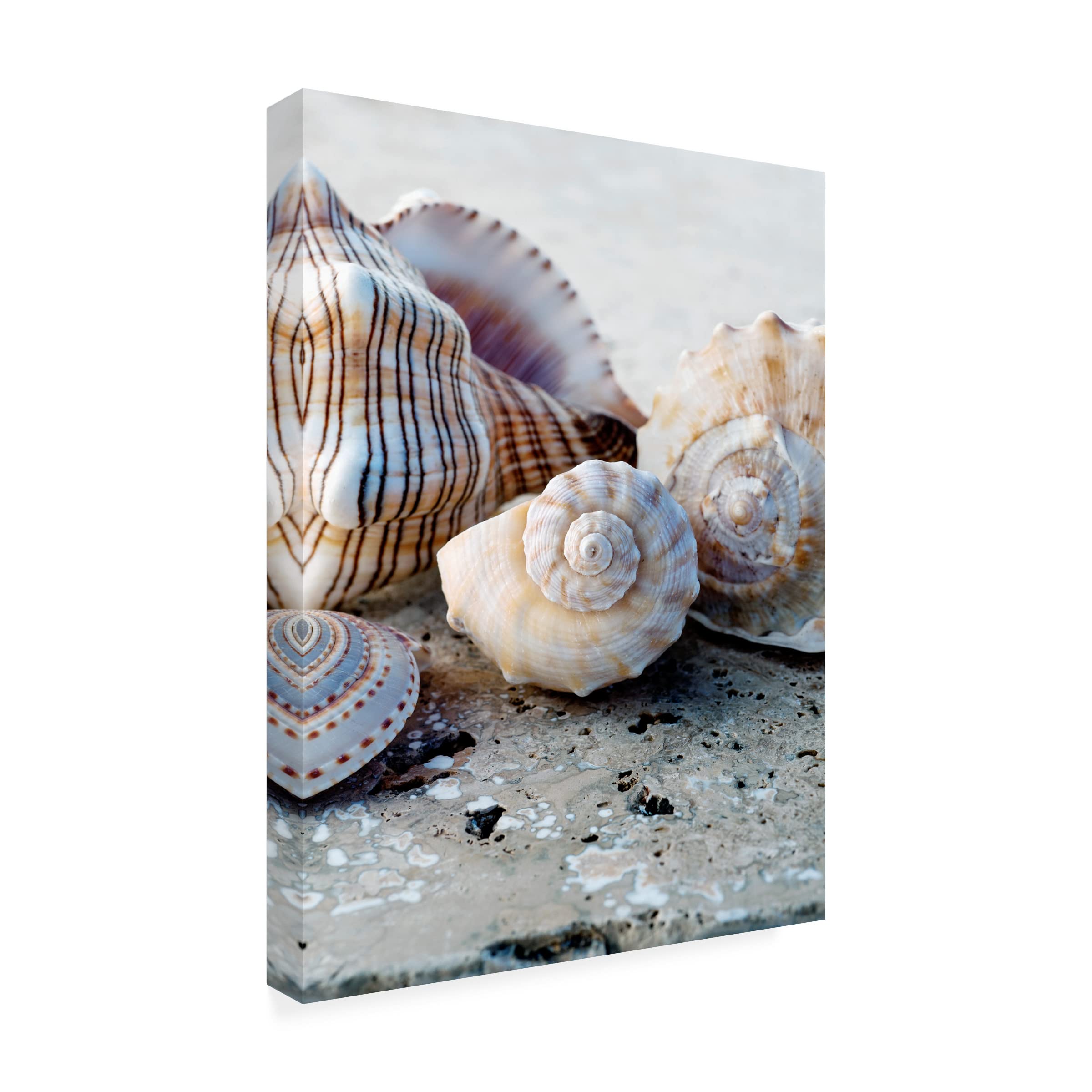 Elena Ray 'Gifts Of The Shore I' Canvas Wall Art Print - Coastal Beach Decor for Living Room, Bedroom & Office - Trademark Fine Art Collection