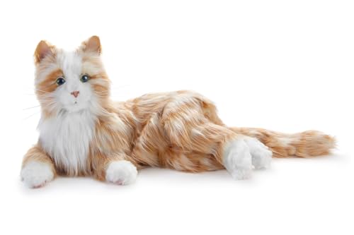 Orange Tabby Cat
