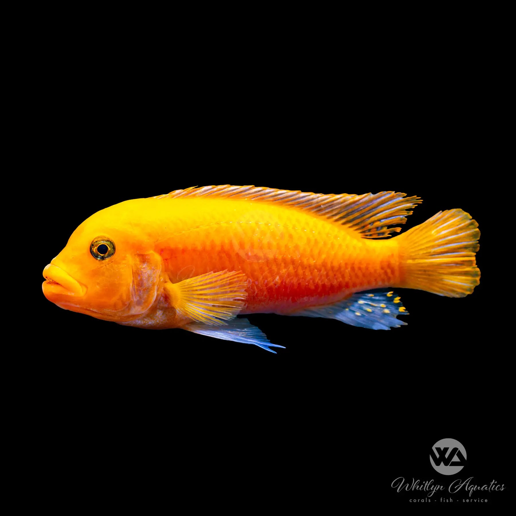 Premium Red Zebra African Cichlid (Maylandia estherae) - Vibrant Tropical Fish for Aquariums & Fish Tanks - Perfect for Freshwater Home Aquascaping & Cichlid Enthusiasts