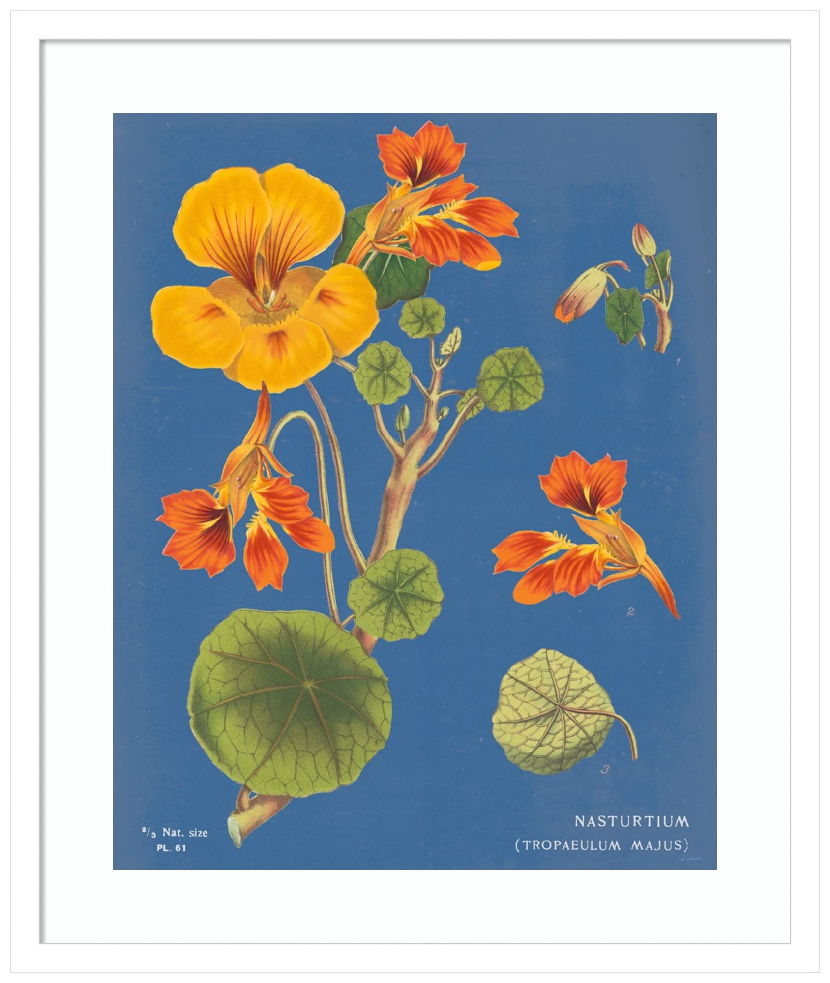 Amanti Art Framed Wall Art Print 25x21 - Blue Nasturtium Chart Floral Painting by Sue Schlabach, Vintage Flower Wall Decor, Medium Poster Artwork for Living Room, Bedroom, Bathroom, Kitchen & Office - Perfect for Home Decor, Housewarming Gifts & Interior Design