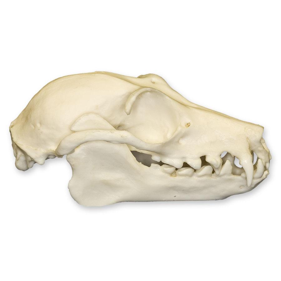 Authentic Replica Fruit Bat Skull - Realistic Animal Bone Specimen for Halloween Decor, Gothic Home Decor, Science Education & Taxidermy Display