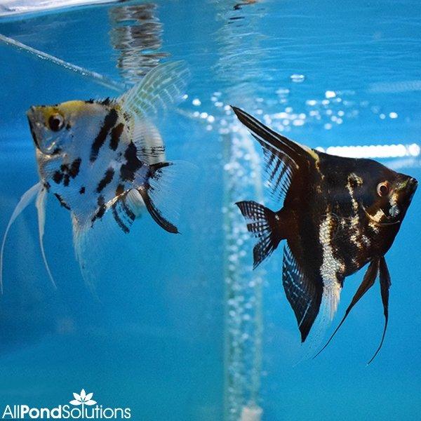 Premium Marbled Angelfish Breeding Pair (Pterophyllum Scalare) - Perfect for Freshwater Aquariums & Tropical Fish Tanks
