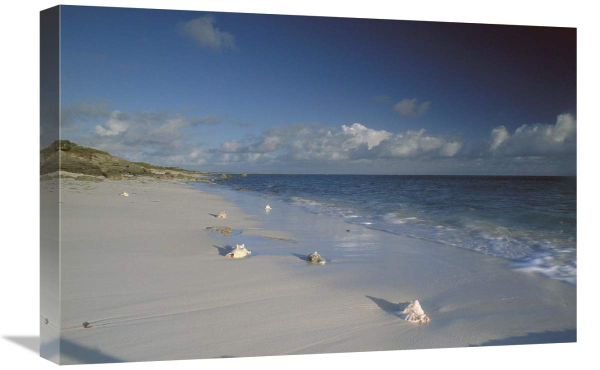 16x24 Inch Conch Shell Art Print - Seven Mile Beach, Grand Turk Island by Gerry Ellis | Tropical Wall Decor for Beach House, Coastal Living Room & Vacation Home