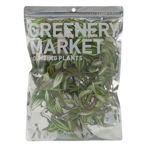 Pothos Pink Climbing Plant - Easy Care Indoor Hanging Vine for Home & Office Decor - Perfect for Shelves, Walls, and Balconies