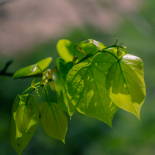 Premium American Linden (Tilia americana) - Natural Basswood for Woodworking, Carving & Herbal Tea | Perfect for DIY Projects, Crafts & Relaxation