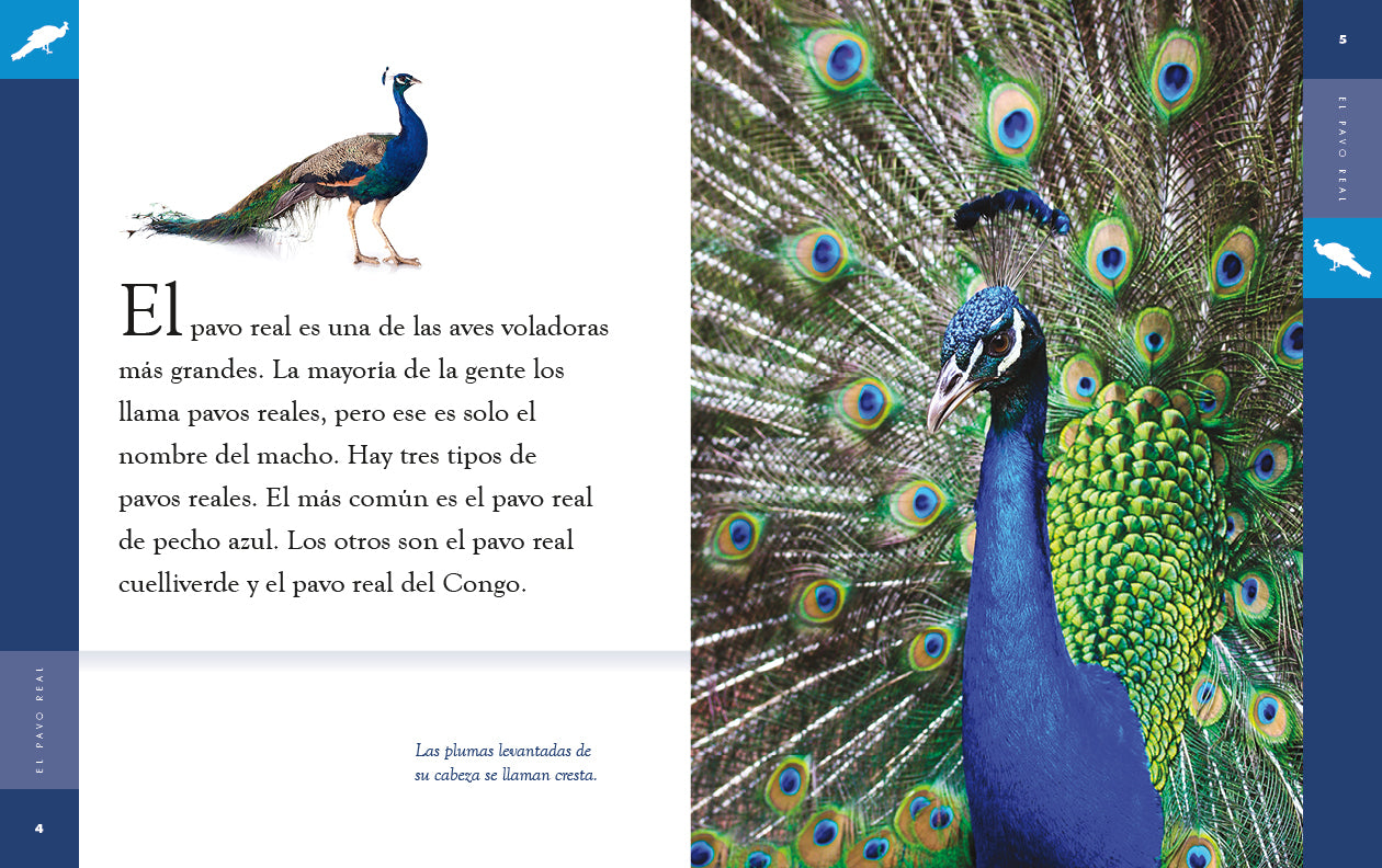 El Pavo Real 9781640265851 - Beautiful Peacock Book for Kids, Educational Wildlife Reading - Perfect for Bedtime Stories & Classroom Learning