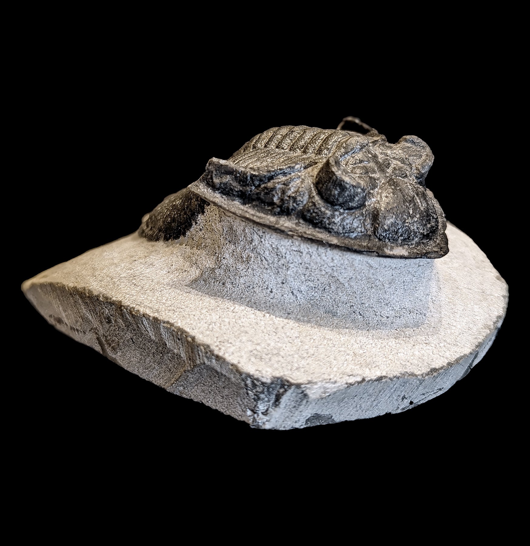 Authentic Fossilized Trilobite Odontochile in Natural Matrix - Rare Paleozoic Era Specimen for Collectors, Education & Home Decor