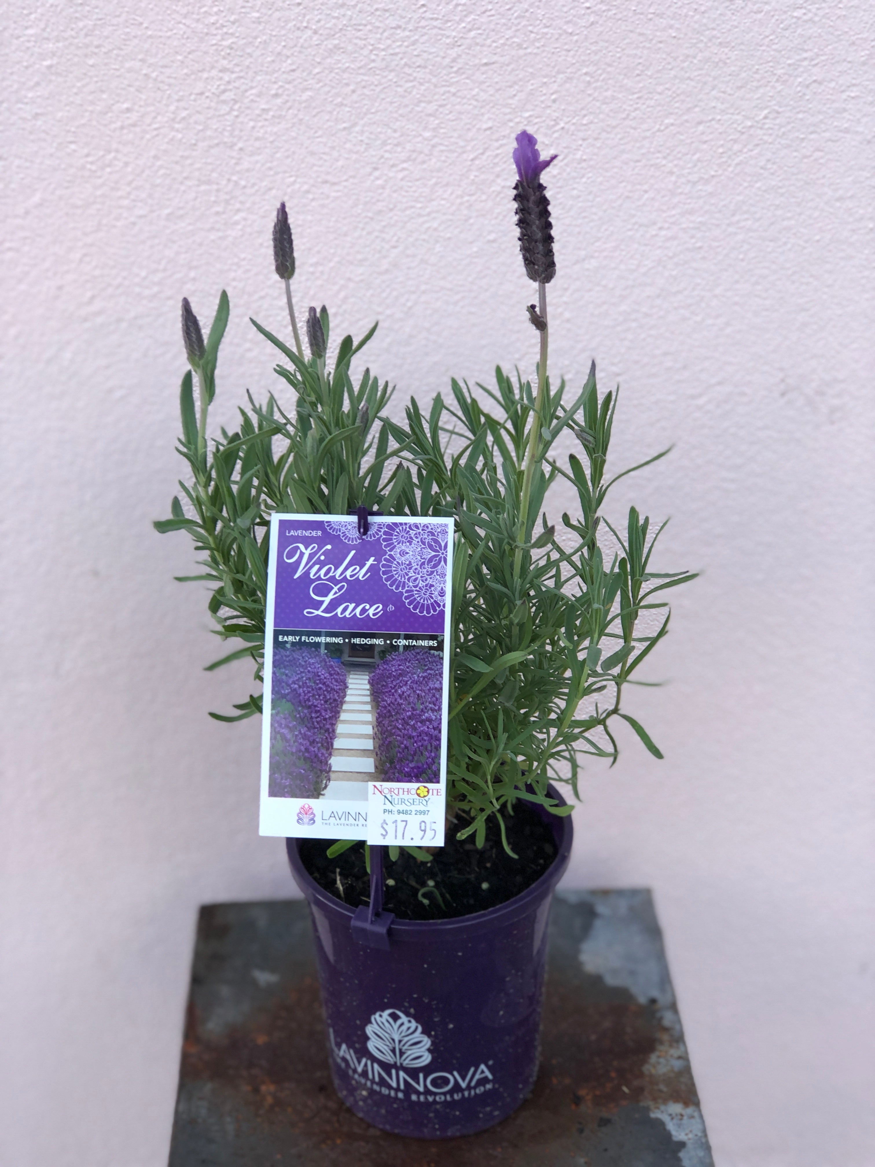 Lavender 'Violet Lace' Plants for Sale - Fragrant Purple Perennial Flowers for Garden Landscaping & Aromatherapy