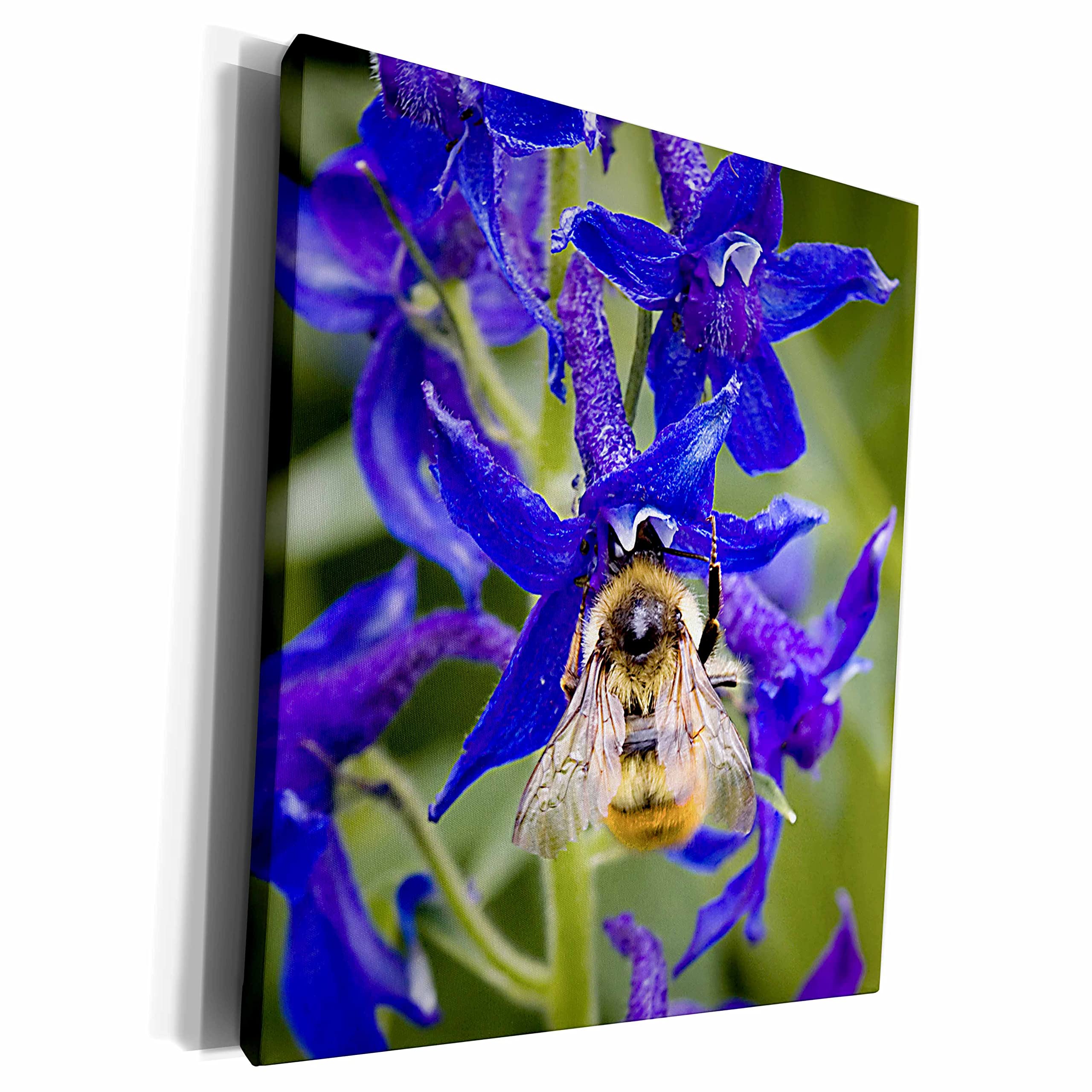 3dRose Museum Grade Canvas Wrap - Stunning Bumblebee on Purple Flower Nature Photography Wall Art | Perfect for Living Room, Bedroom & Office Decor
