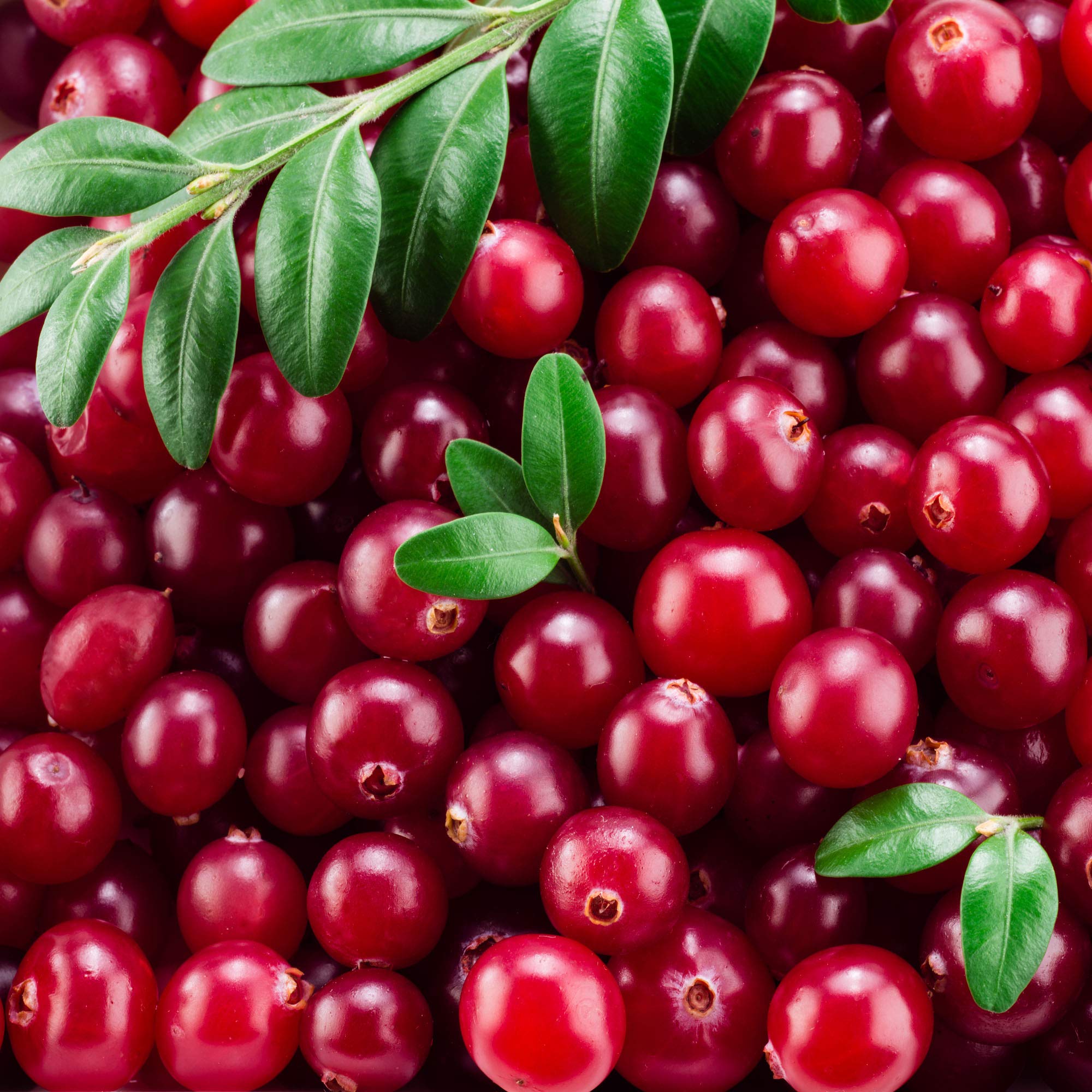 Outsidepride Vaccinium Macrocarpon Cranberry Garden Fruit Plants - 250 Seeds for Home Gardening, Fresh Berries & Healthy Smoothies