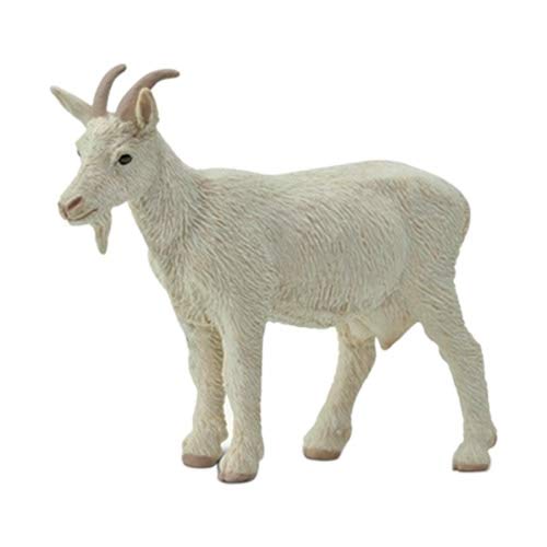 for Goat