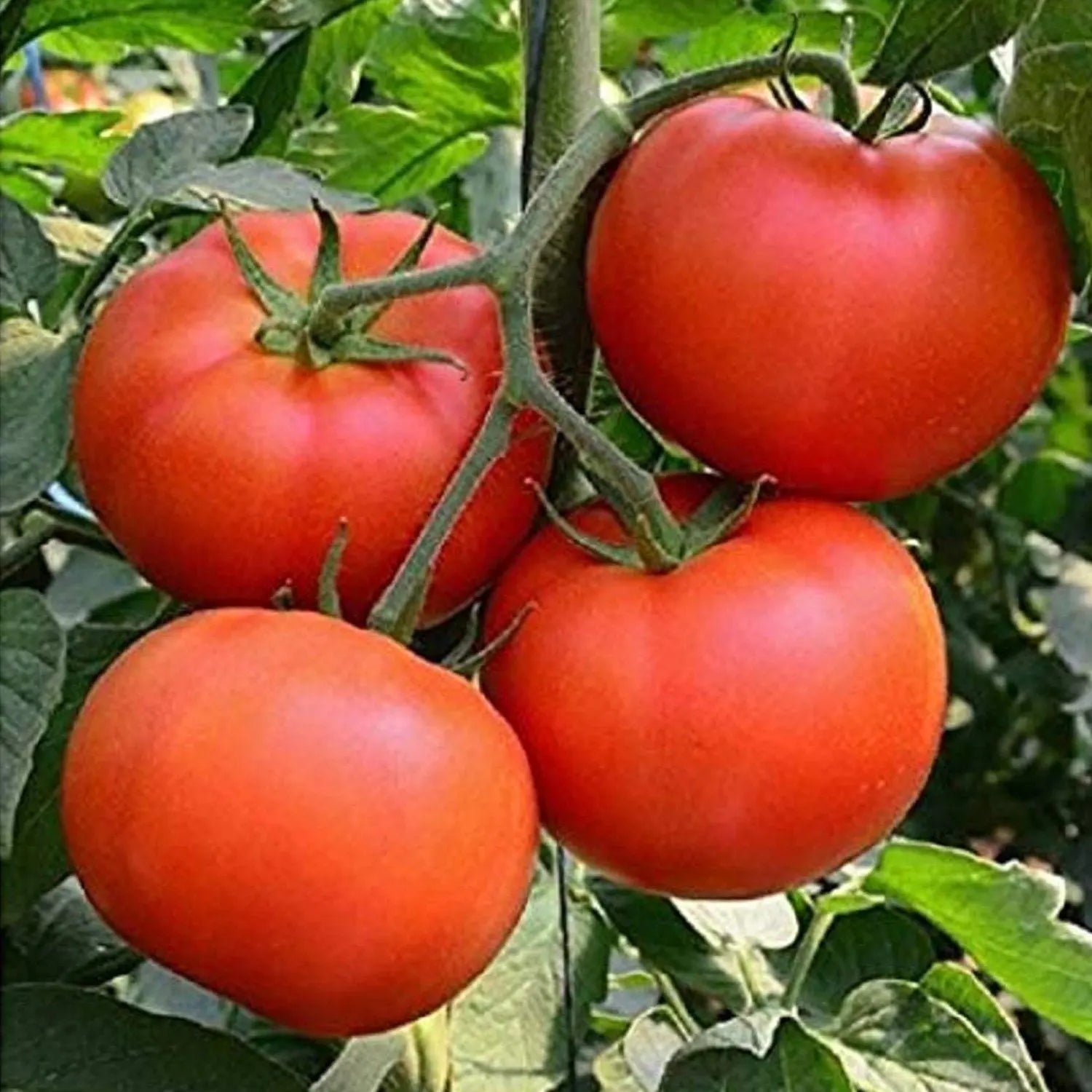 Beefsteak Tomato Seeds for Planting - Non-GMO, High Yield, Home Garden Vegetable Seeds - Perfect for Organic Gardening, Raised Beds & Container Growing - $3.50