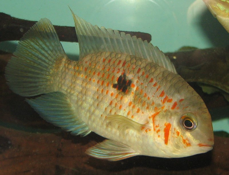 Krobia Xinguensis Cichlid Fish - Live Tropical Aquarium Fish for Freshwater Tanks | Perfect for Home Aquariums & Fish Breeding