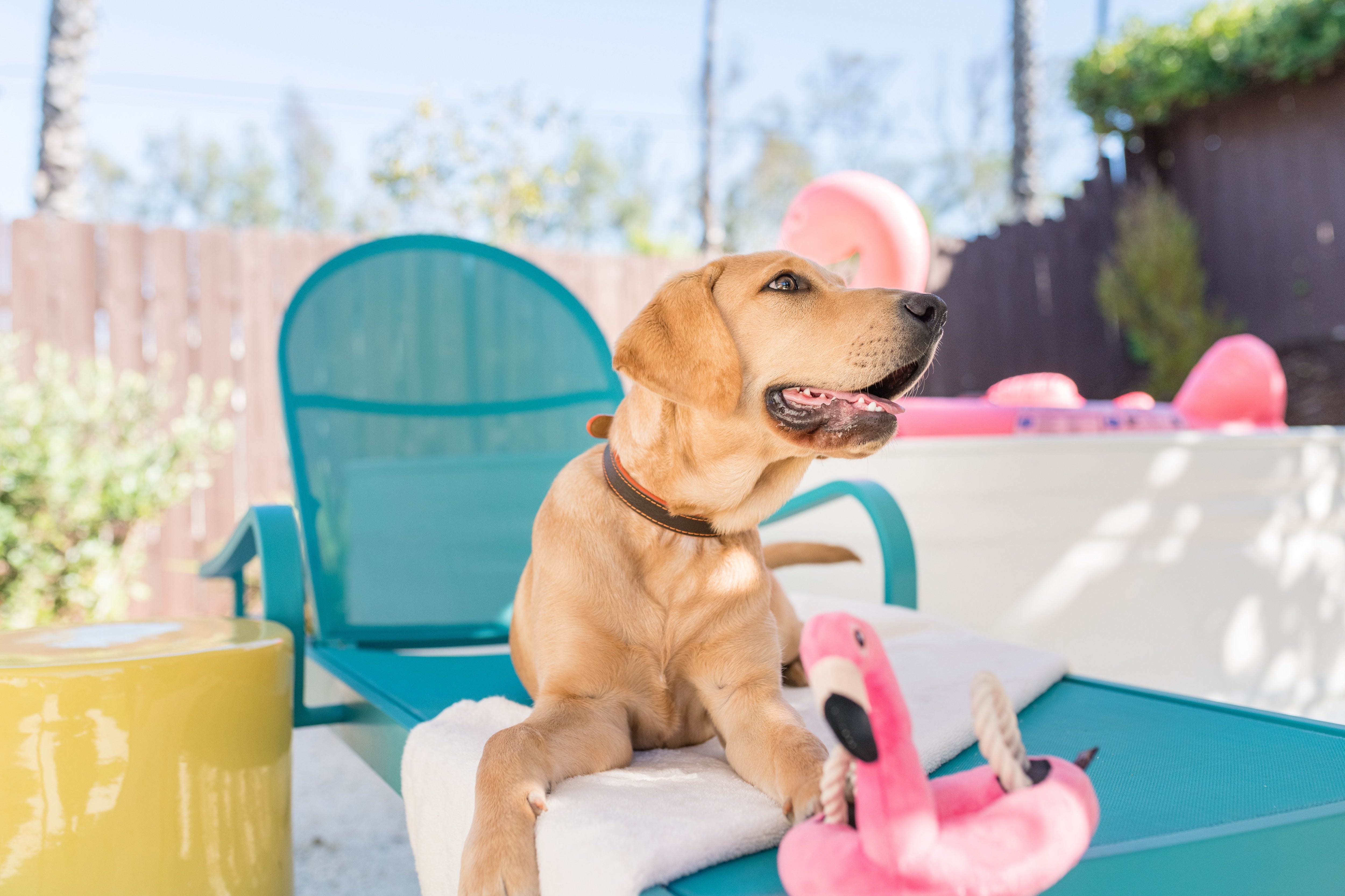 Floating Flamenco Dog Toy Plush - Tropical Paradise™ by Pet P.L.A.Y. | Durable Chew Toy for Pool, Beach & Water Play | Fun Bath Time Floating Toy for Dogs