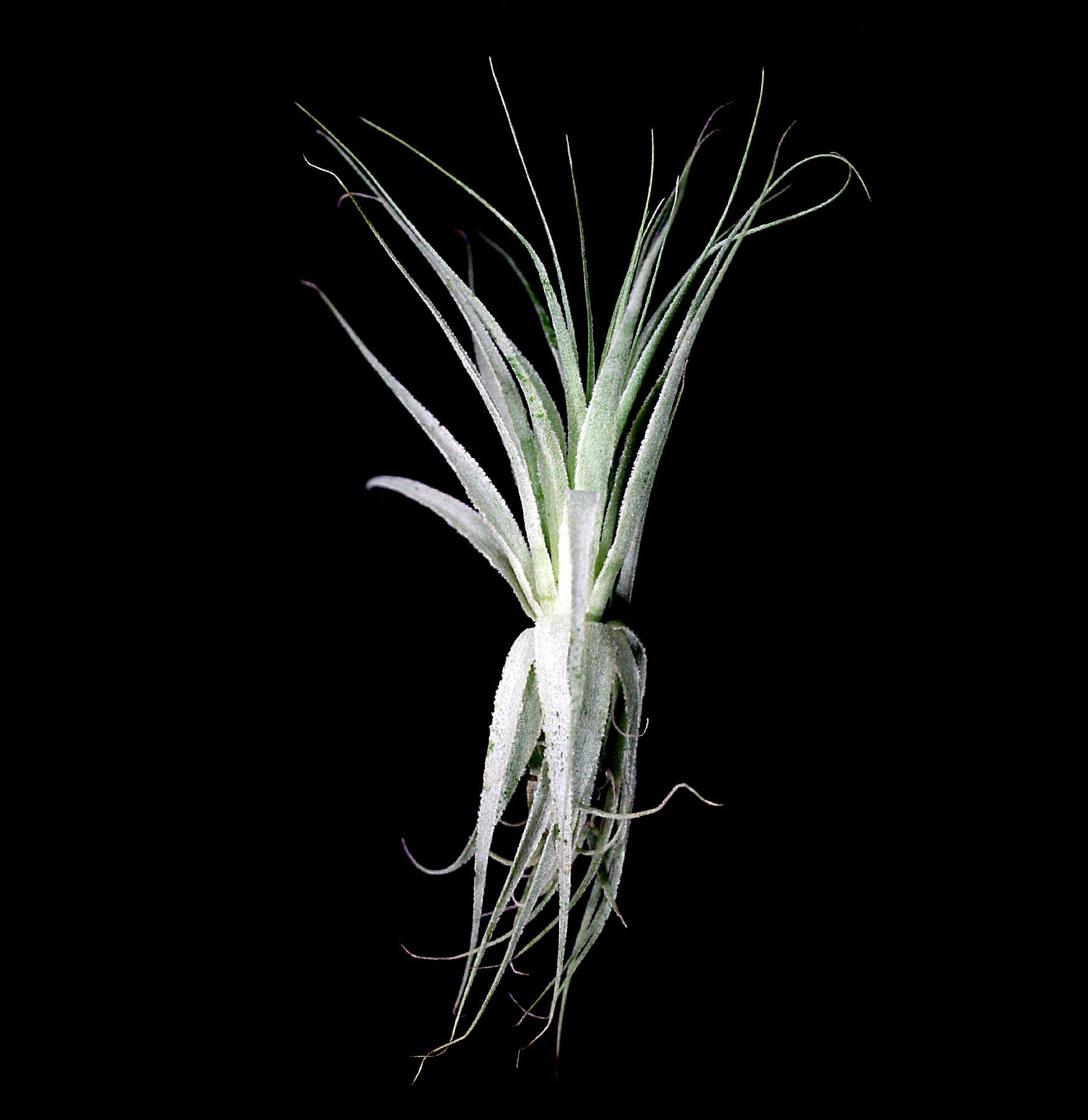 Tillandsia Gardneri Air Plant - Low Maintenance Indoor Houseplant for Terrariums, Home Decor & Office Spaces